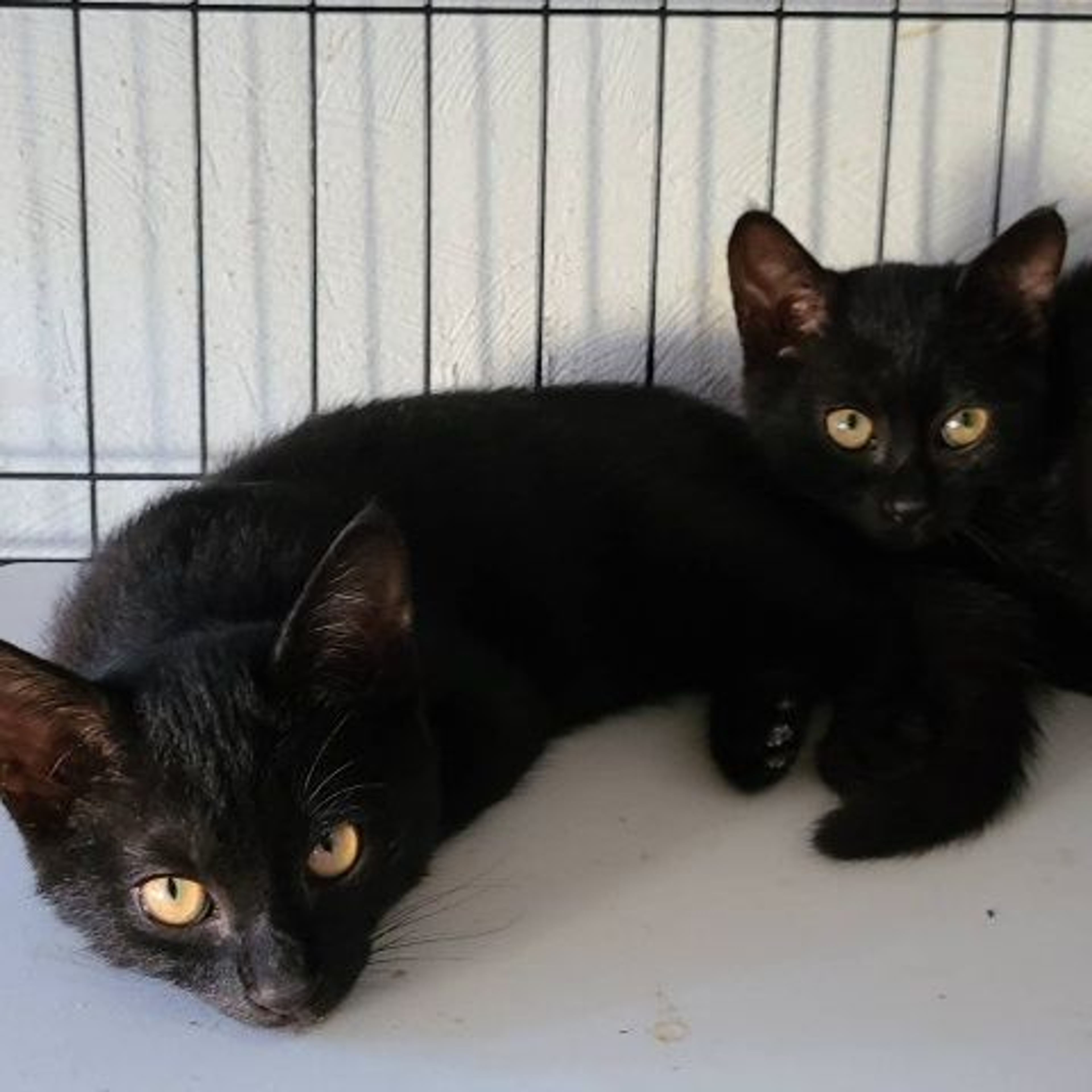 pet-image-5