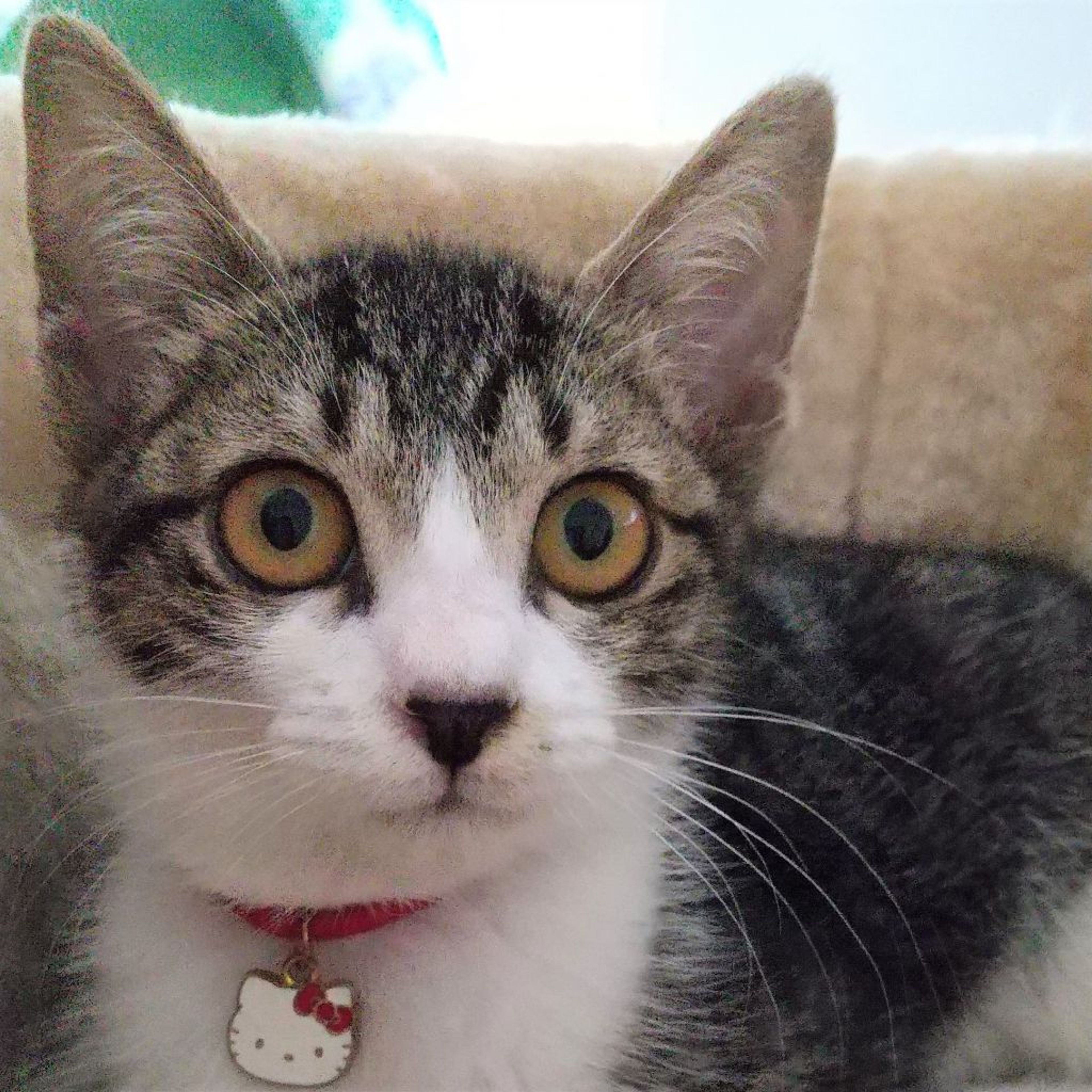 pet-image-3
