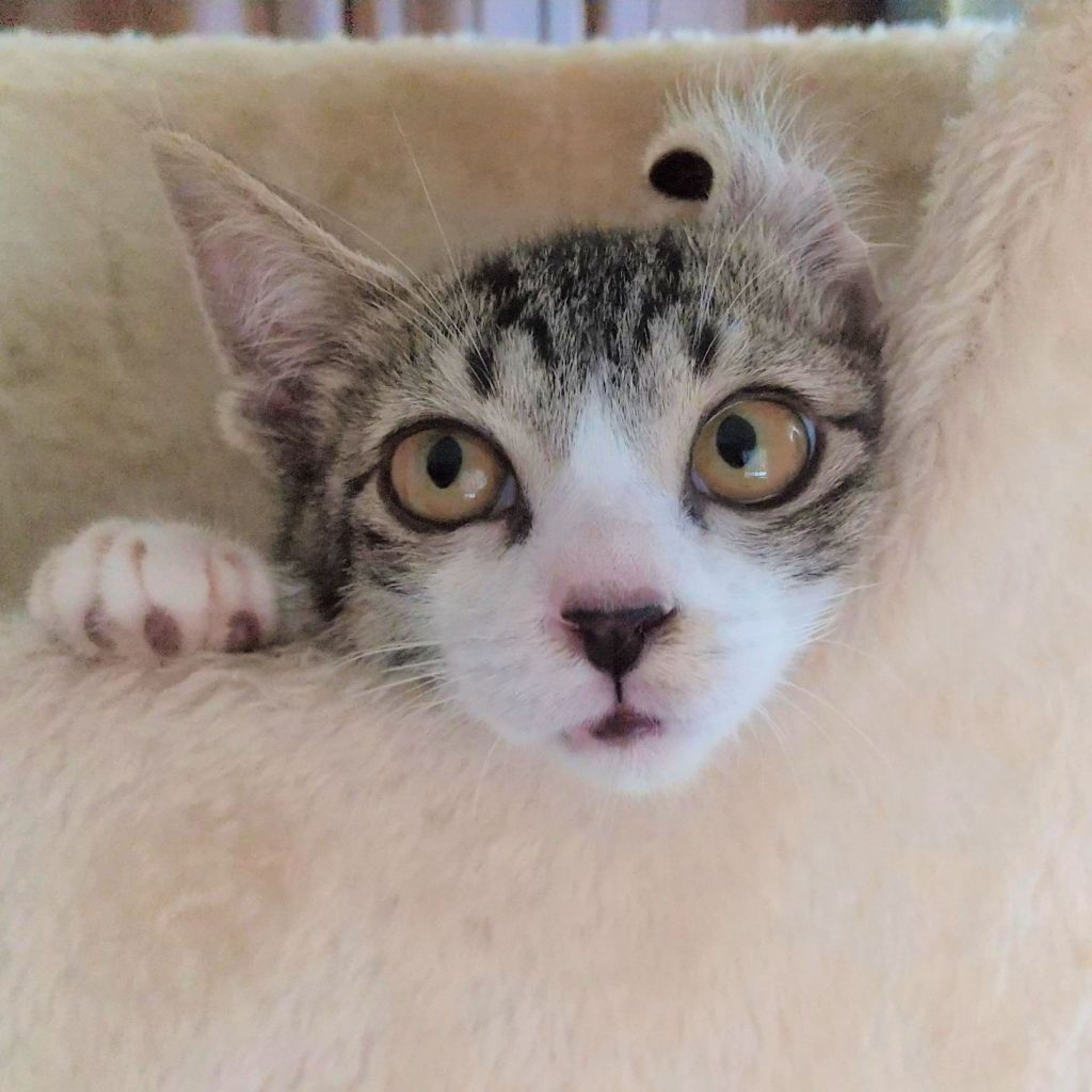 pet-image-4