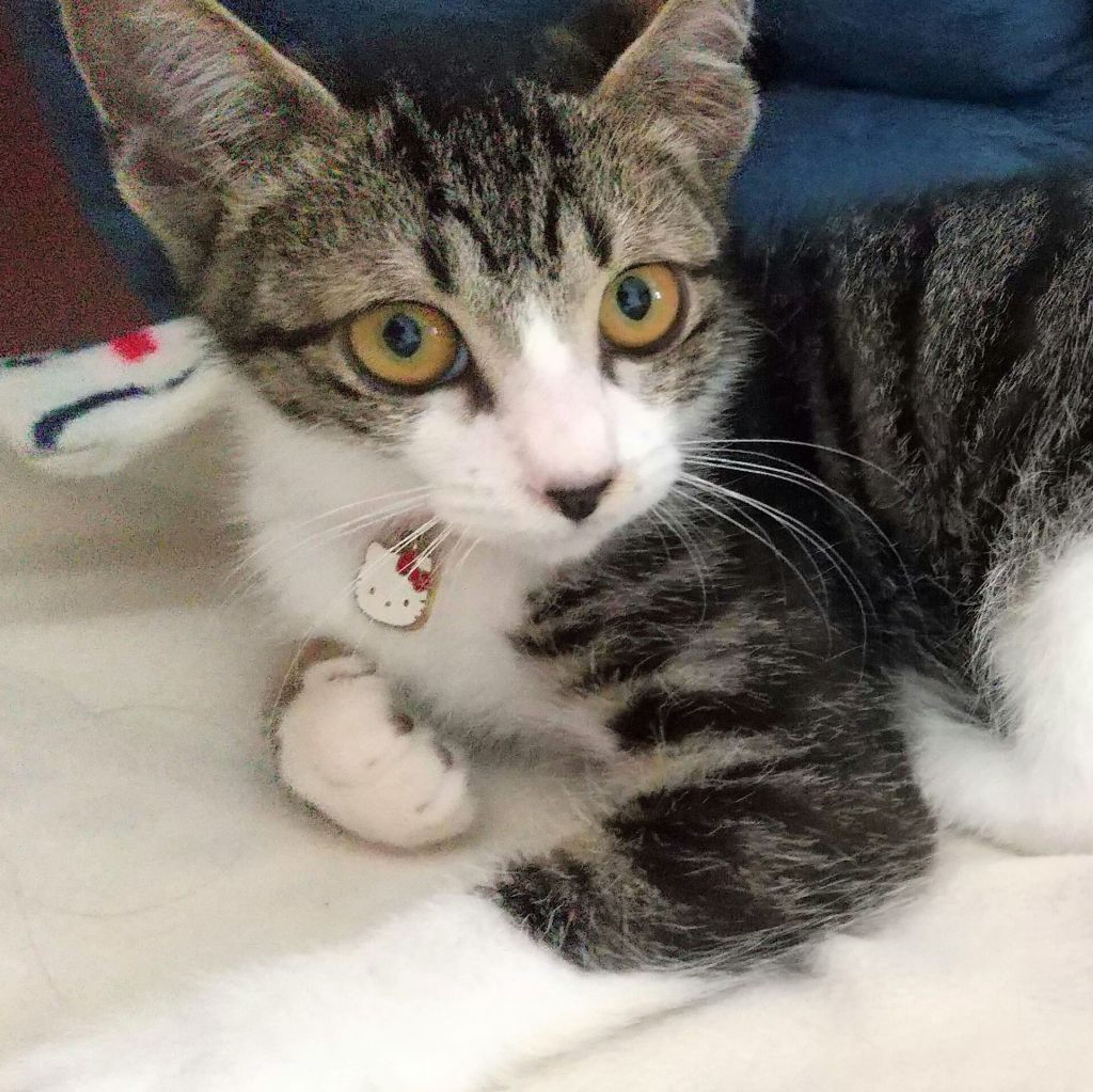pet-image-5