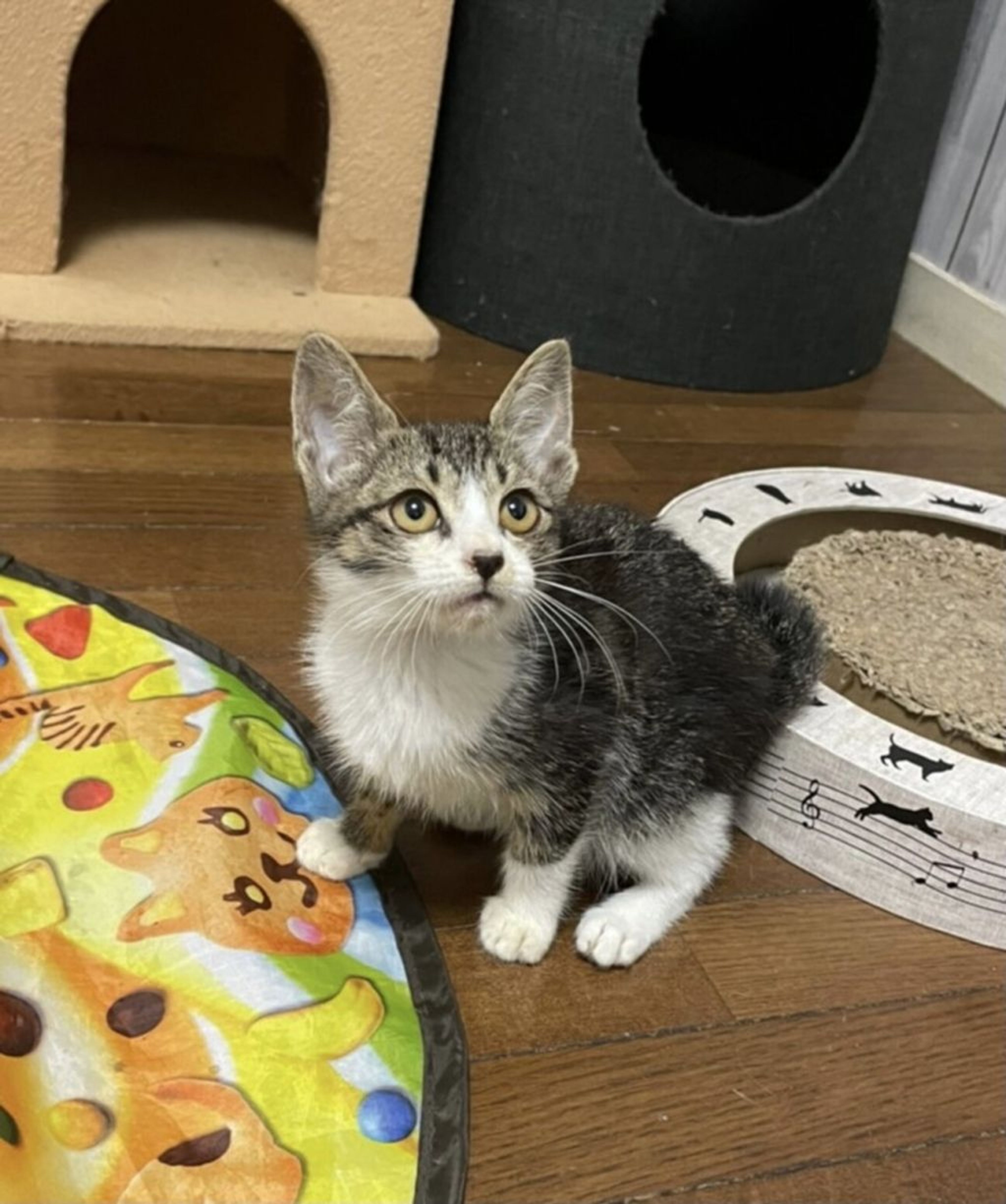 pet-image-6