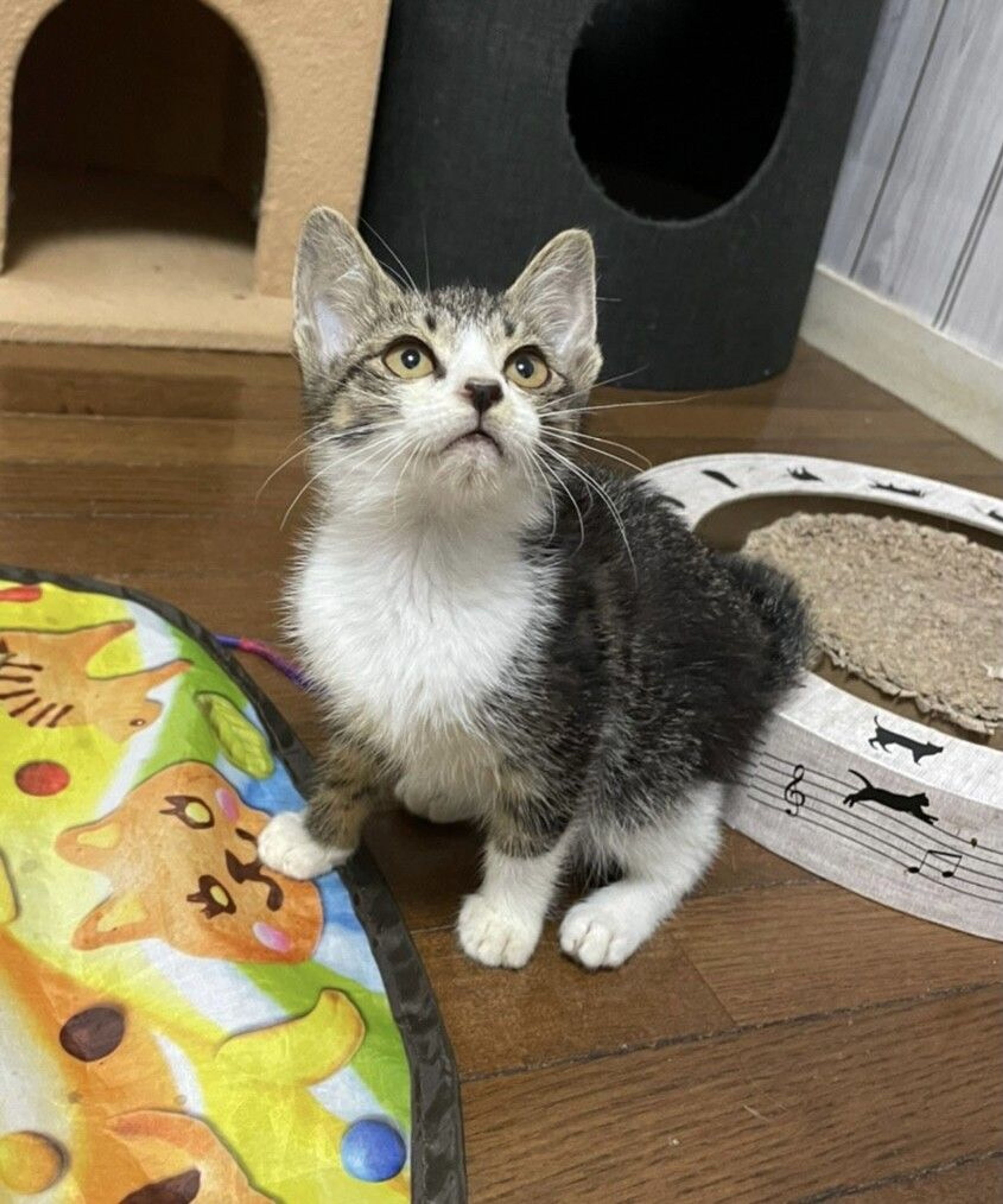 pet-image-8