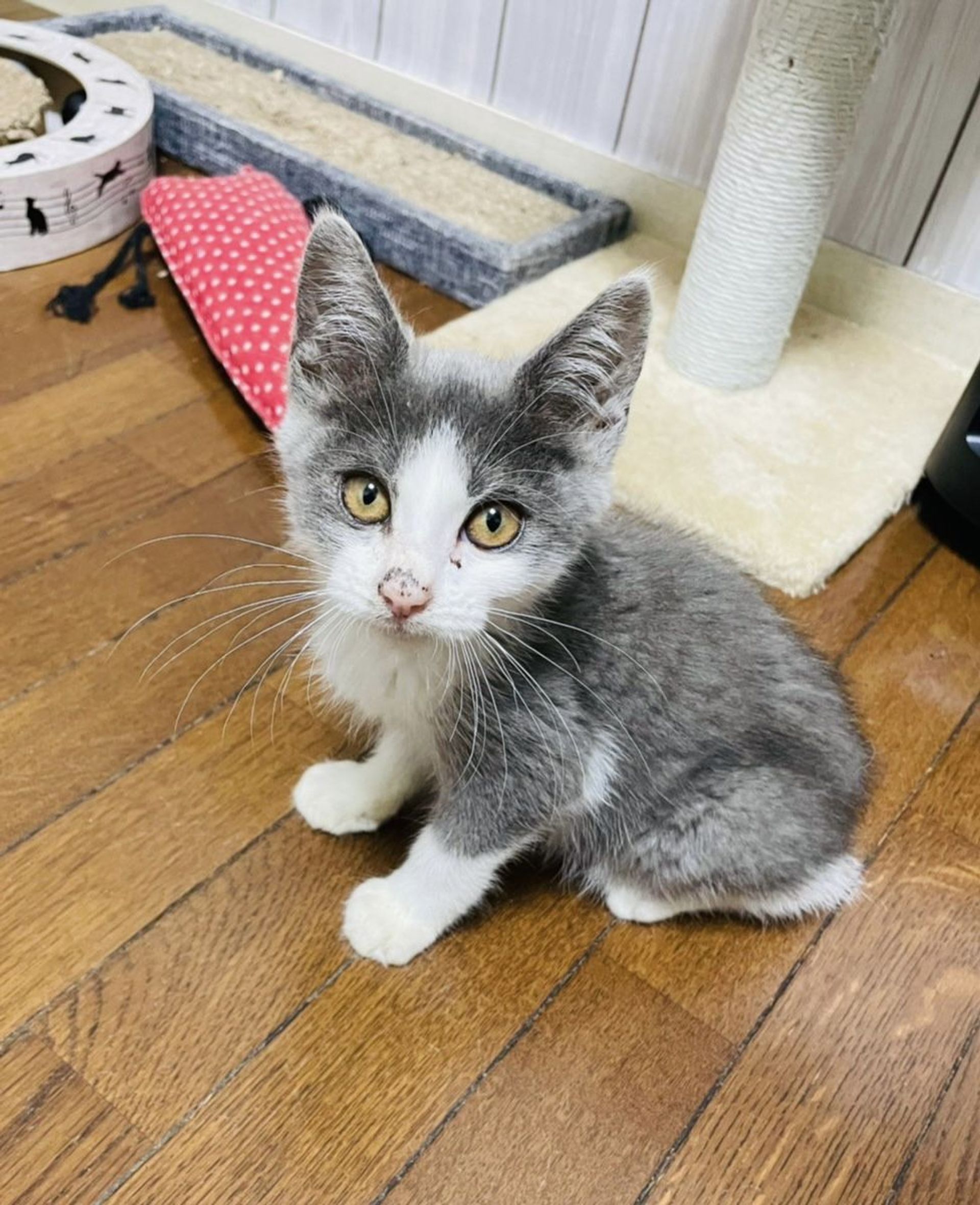 雑種（ミックス猫）・オスの里親募集の写真