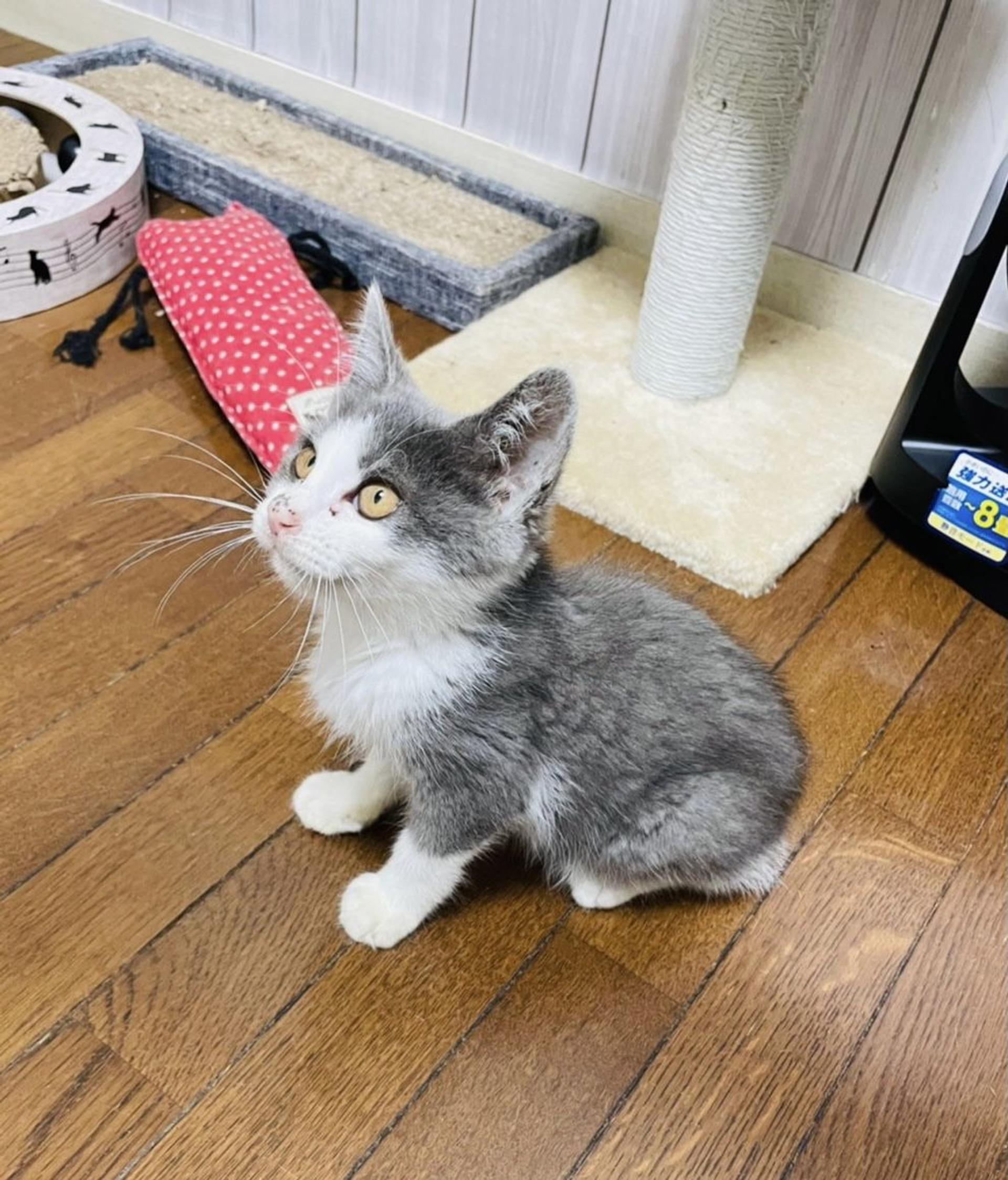 pet-image-6