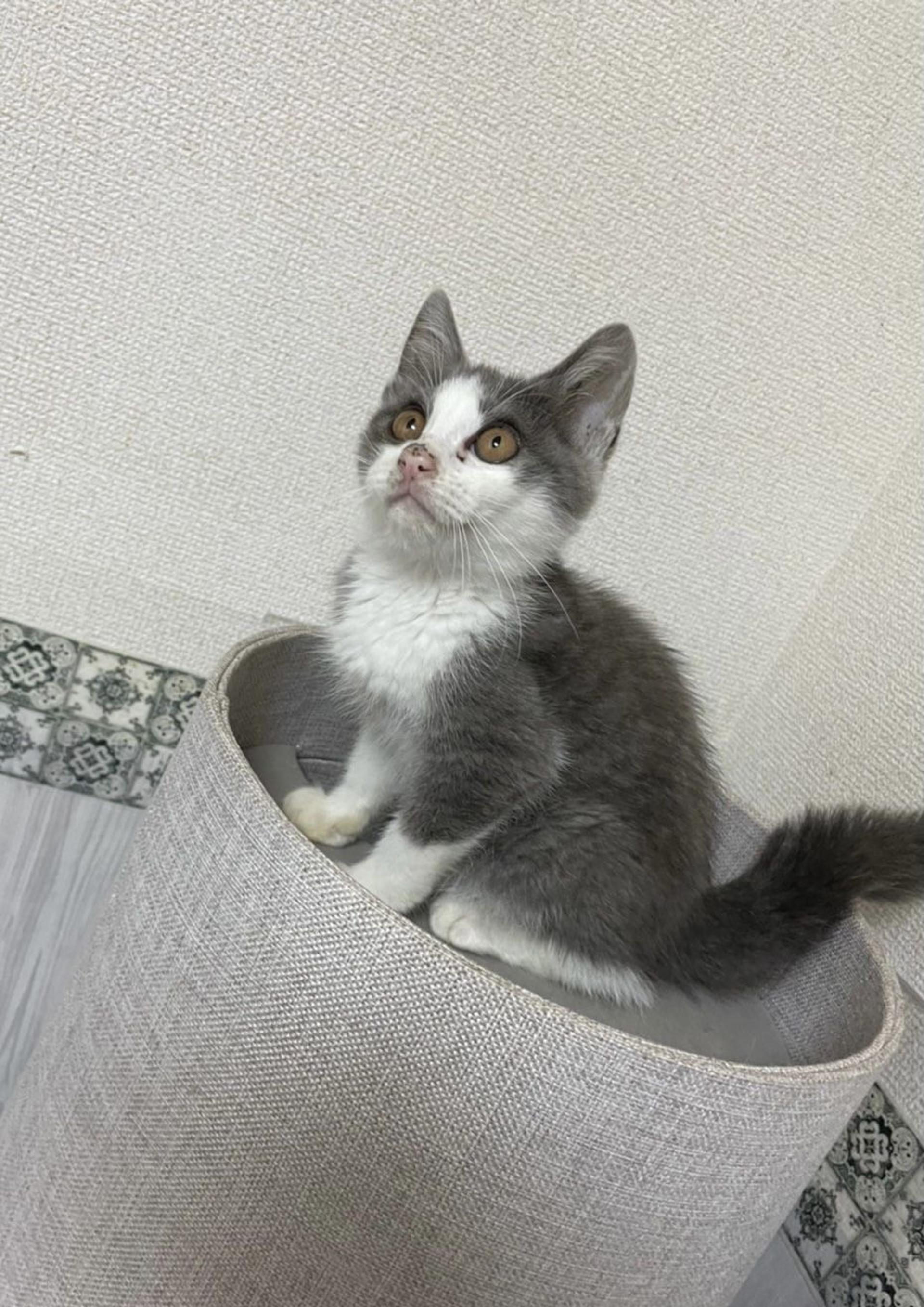 pet-image-7