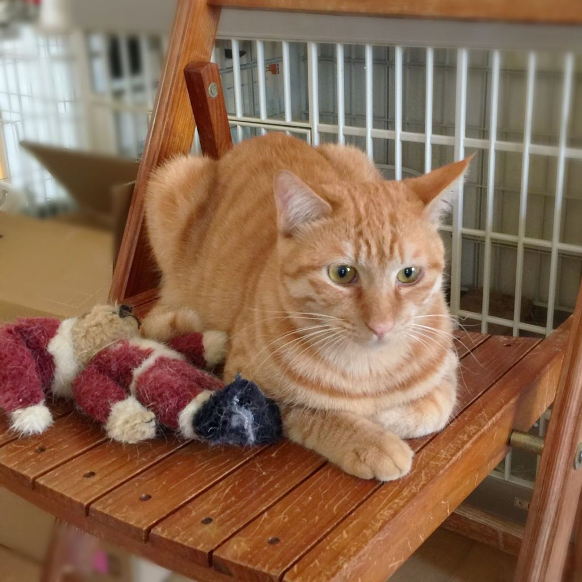 雑種（ミックス猫）・オスの里親募集の写真