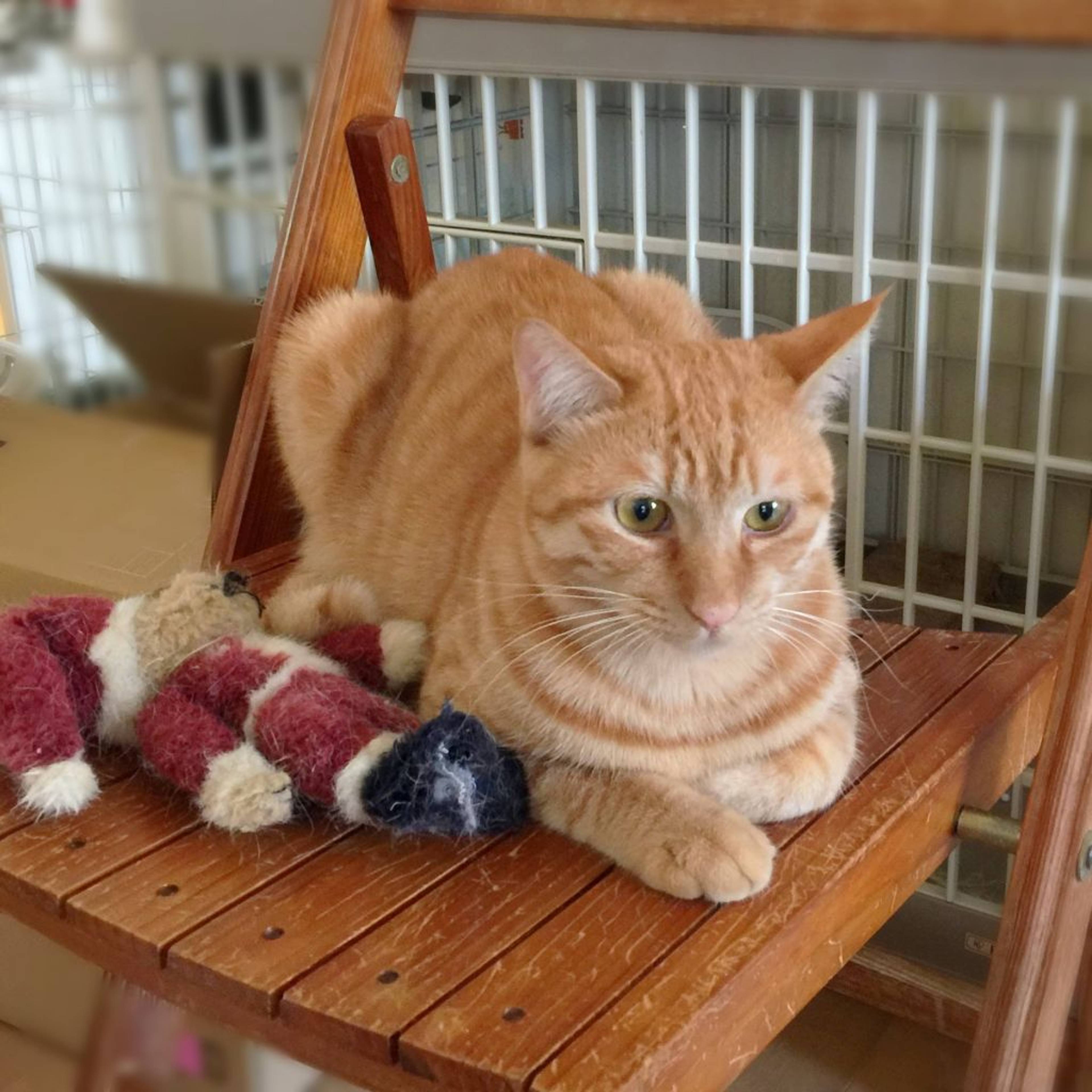 雑種（ミックス猫）・オスの里親募集の写真