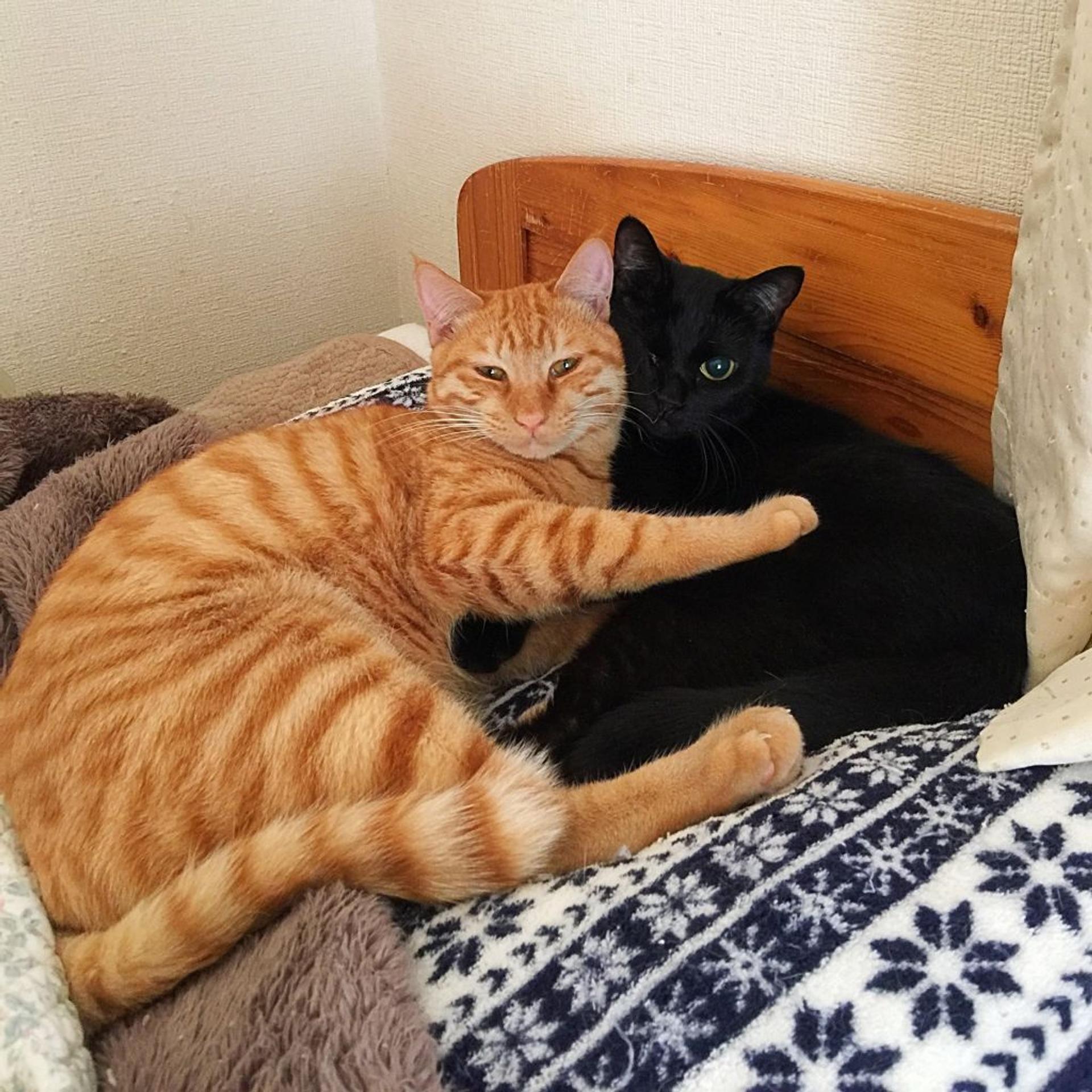 pet-image-2