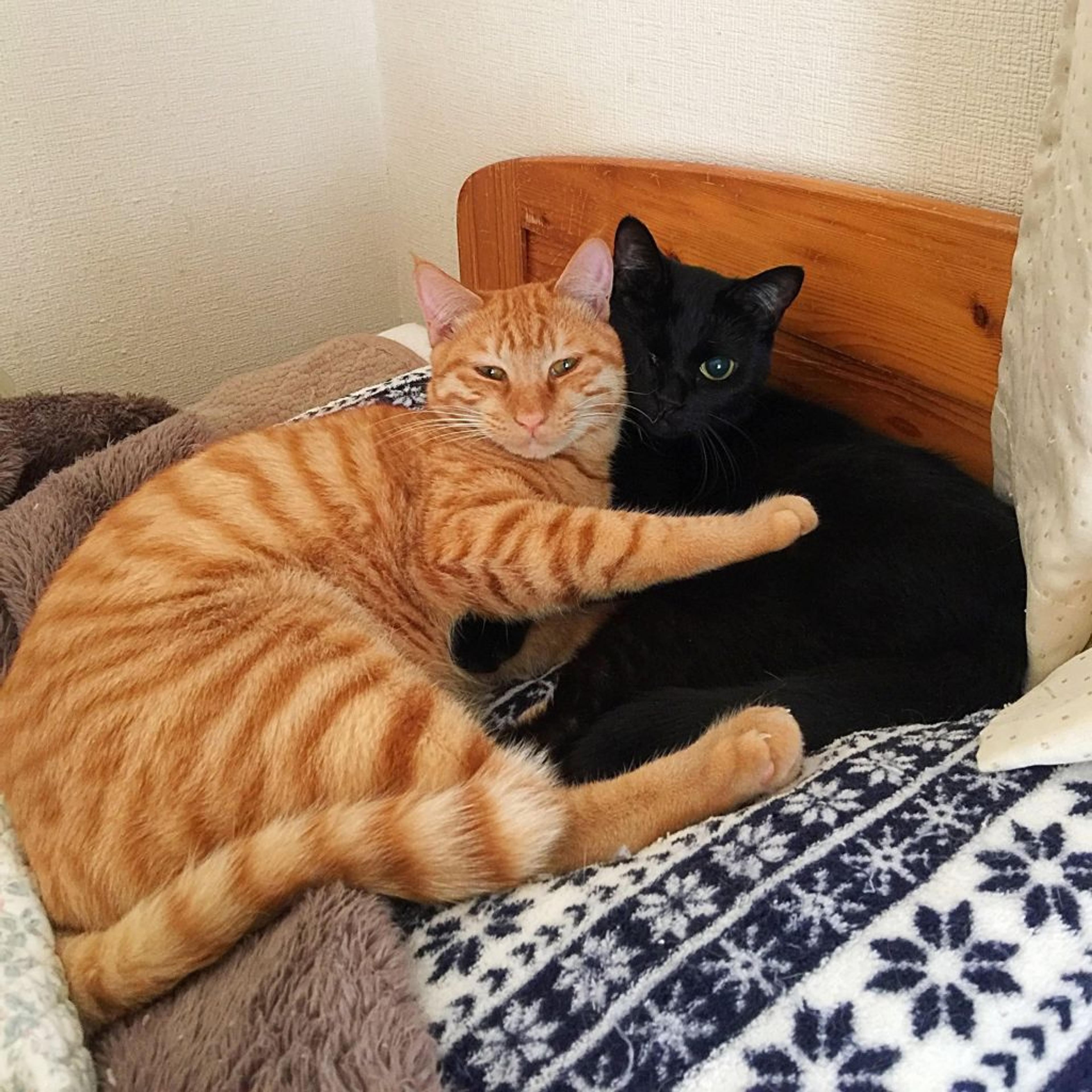 pet-image-2
