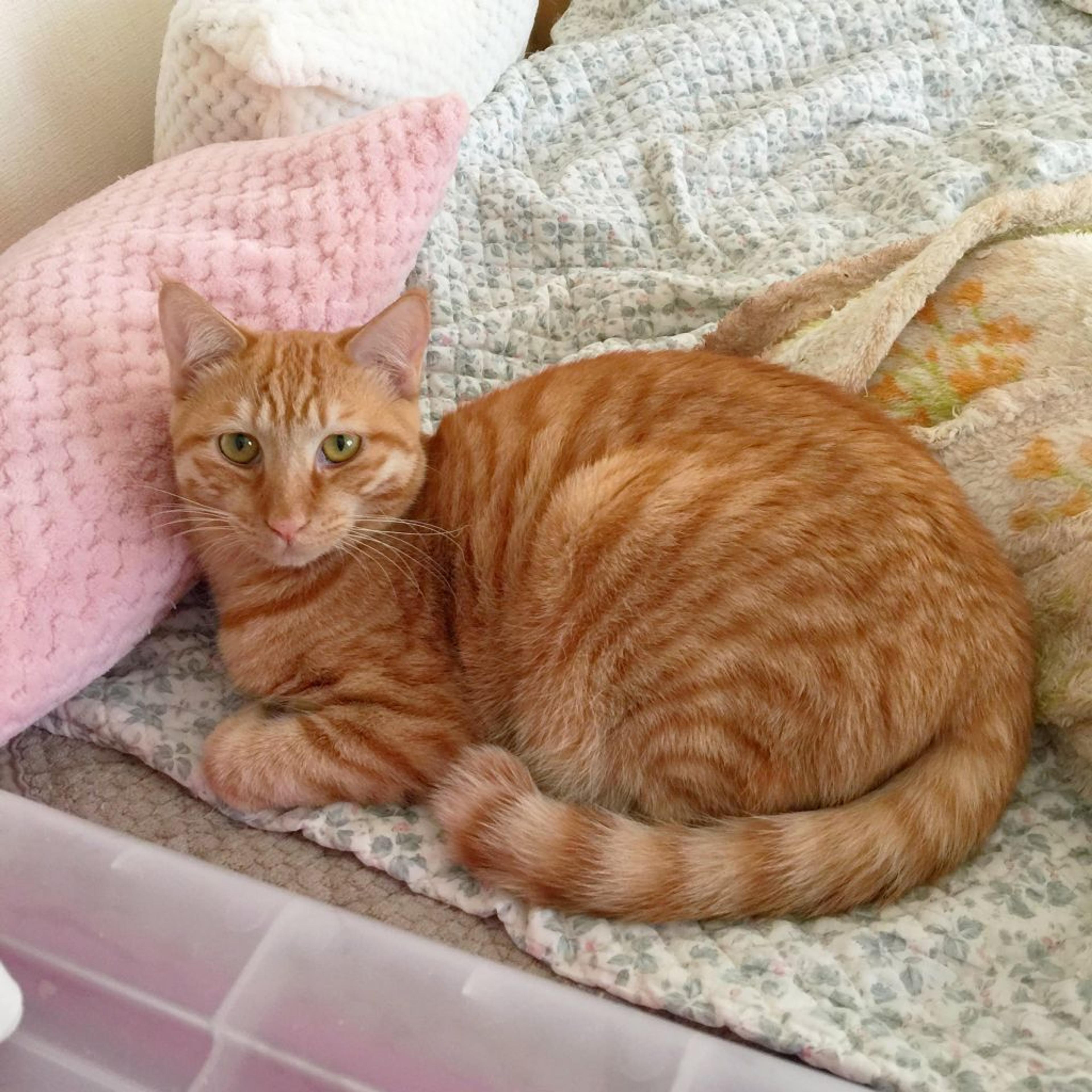 pet-image-3