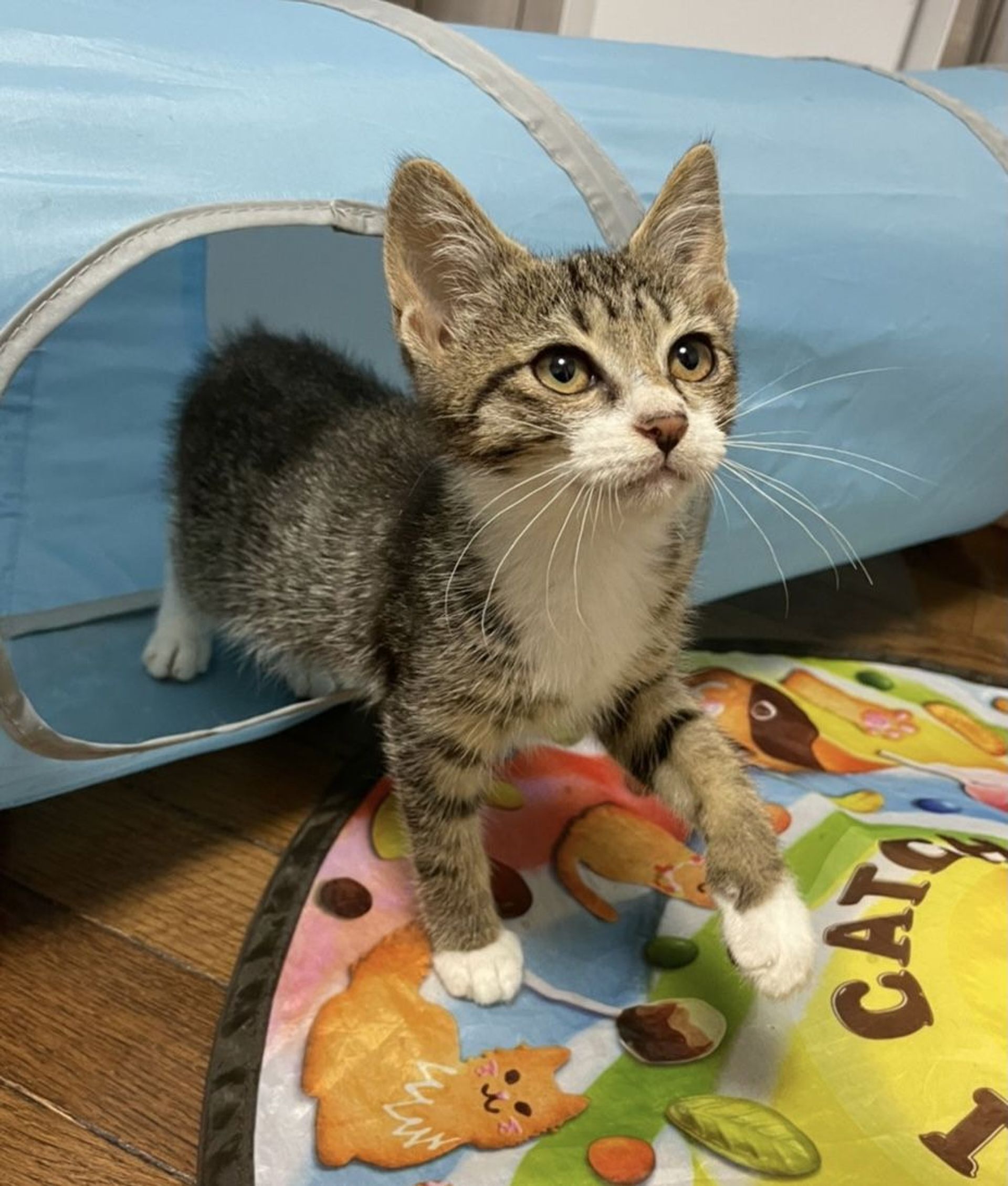 雑種（ミックス猫）・オスの里親募集の写真