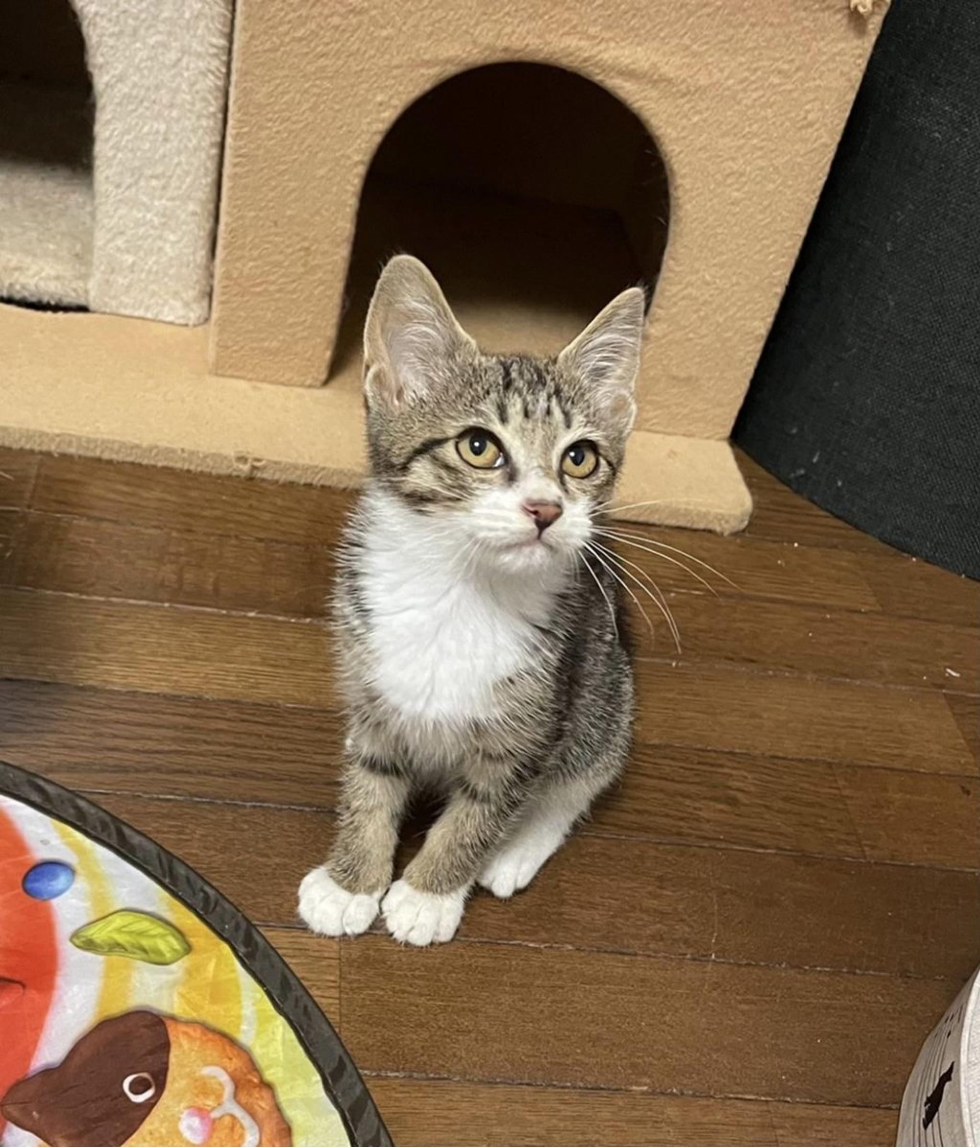 pet-image-2