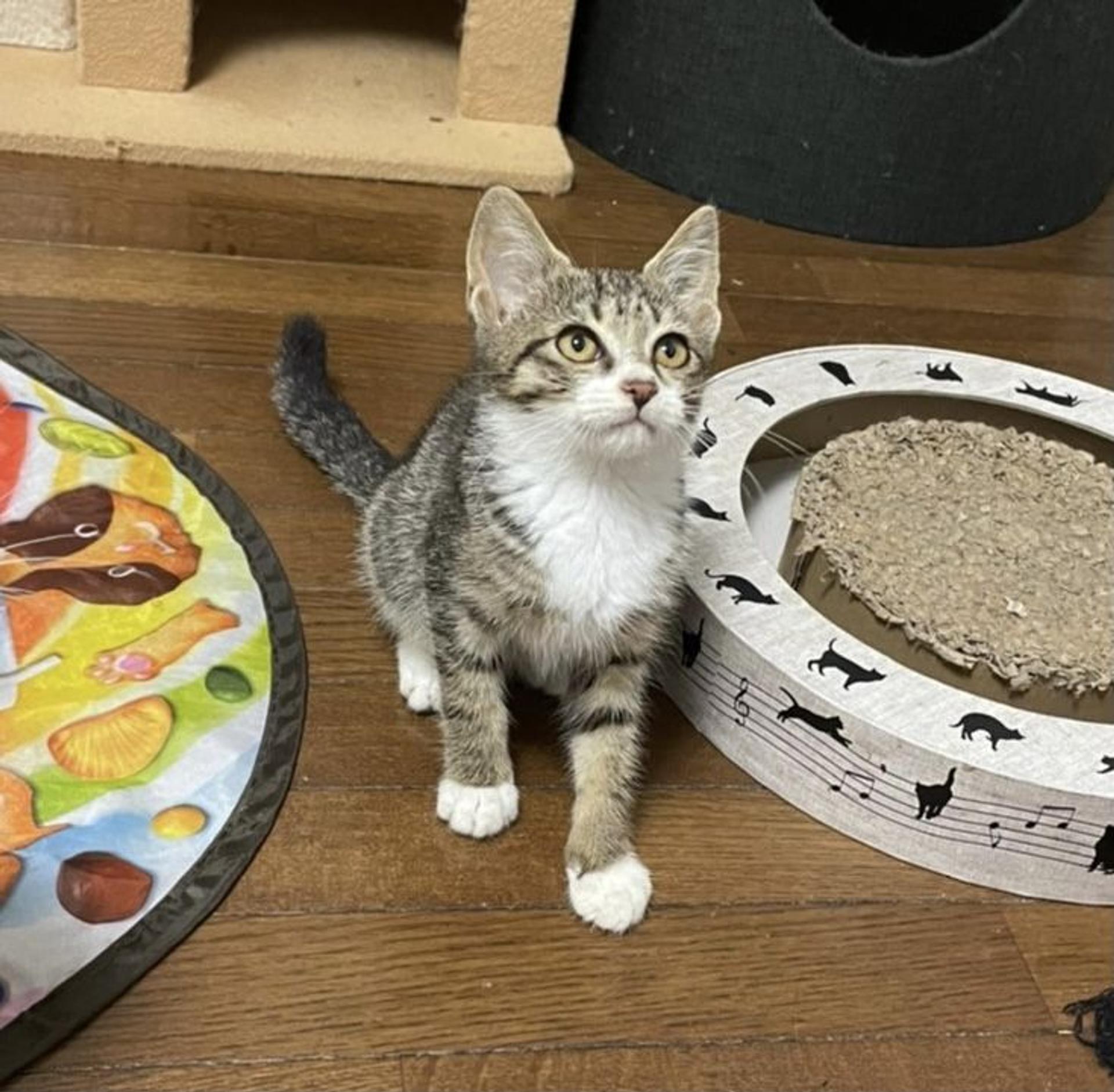 pet-image-4