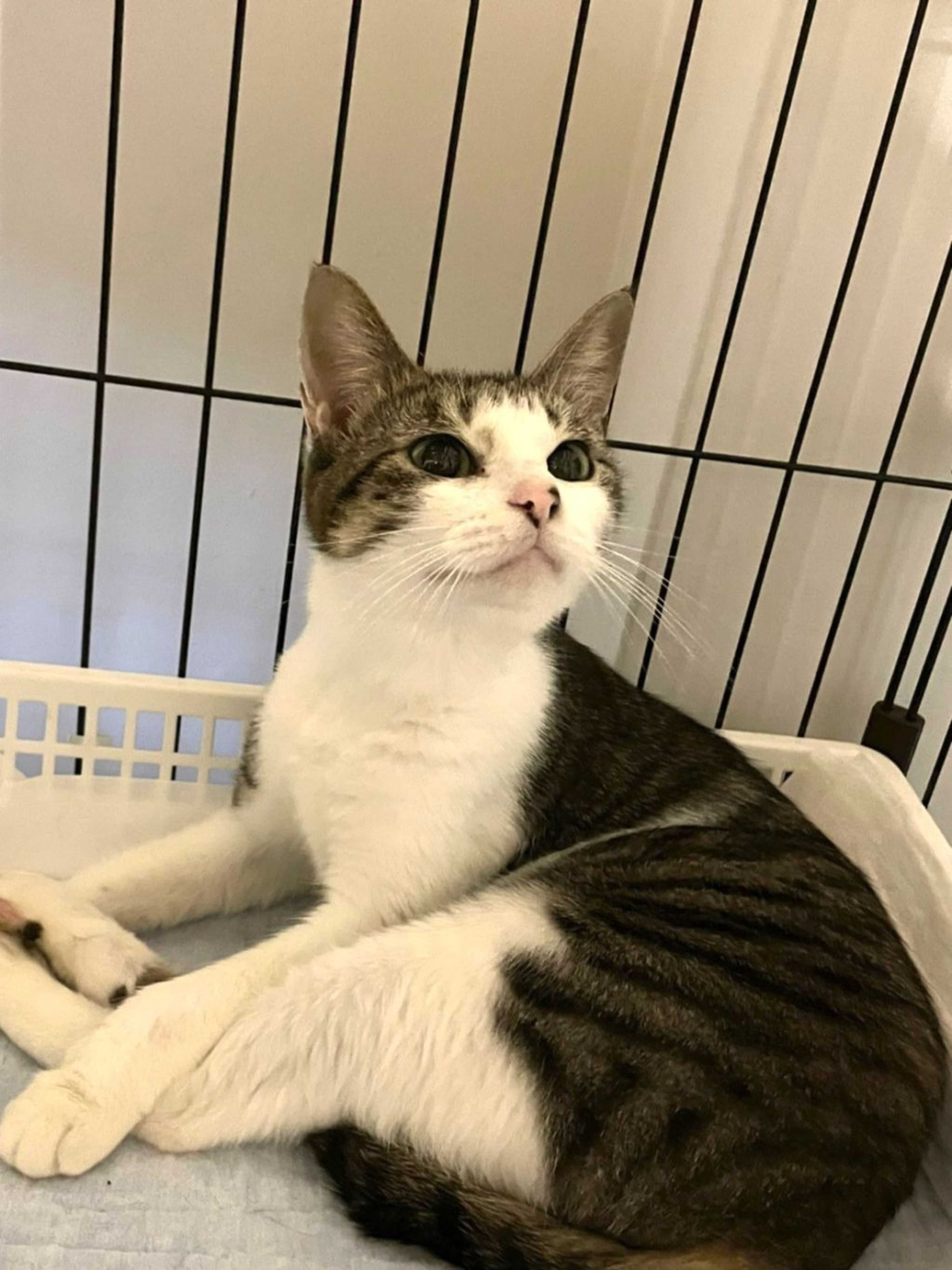 pet-image-2