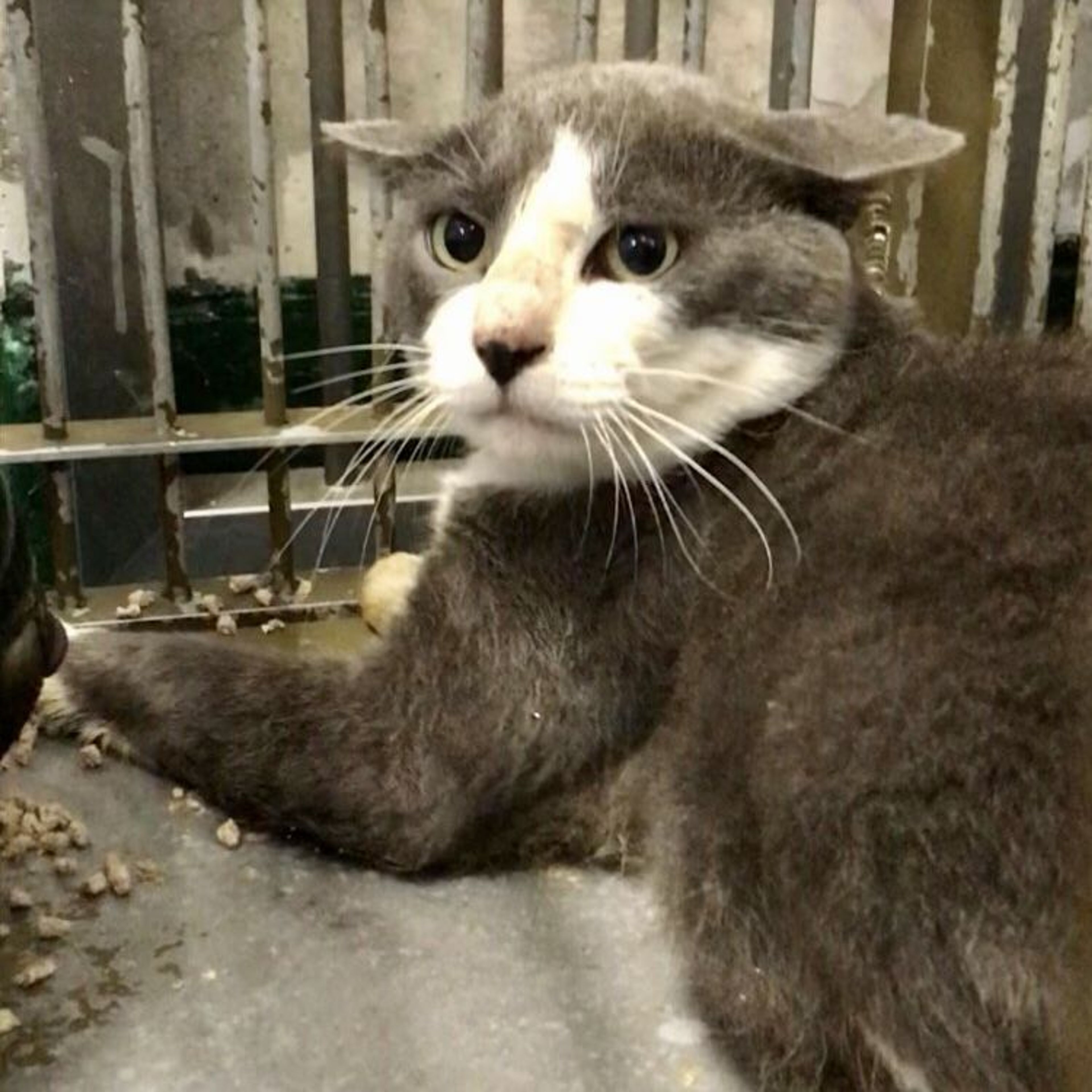 雑種（ミックス猫）・オスの里親募集の写真