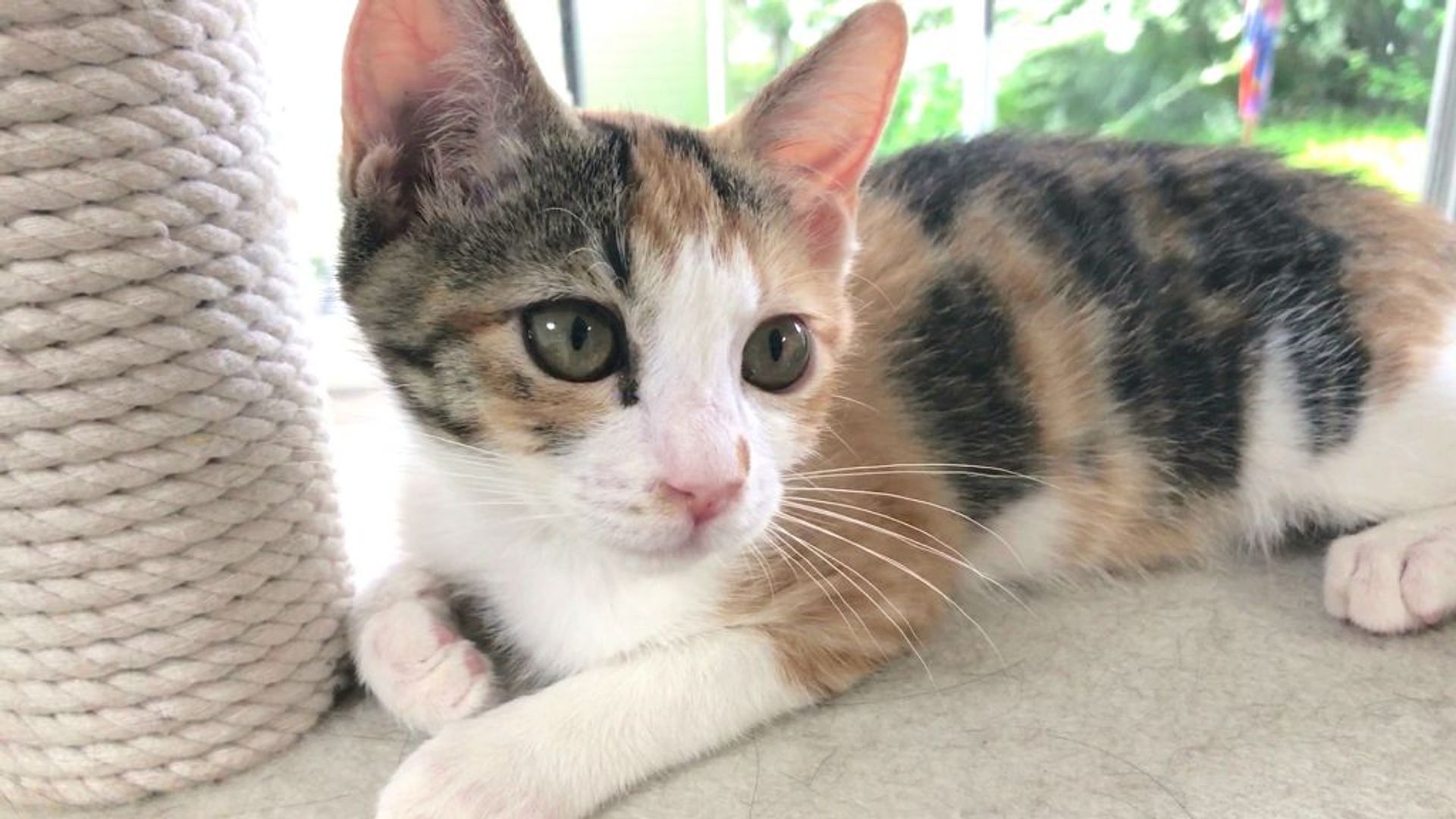 日本猫・メスの里親募集の写真