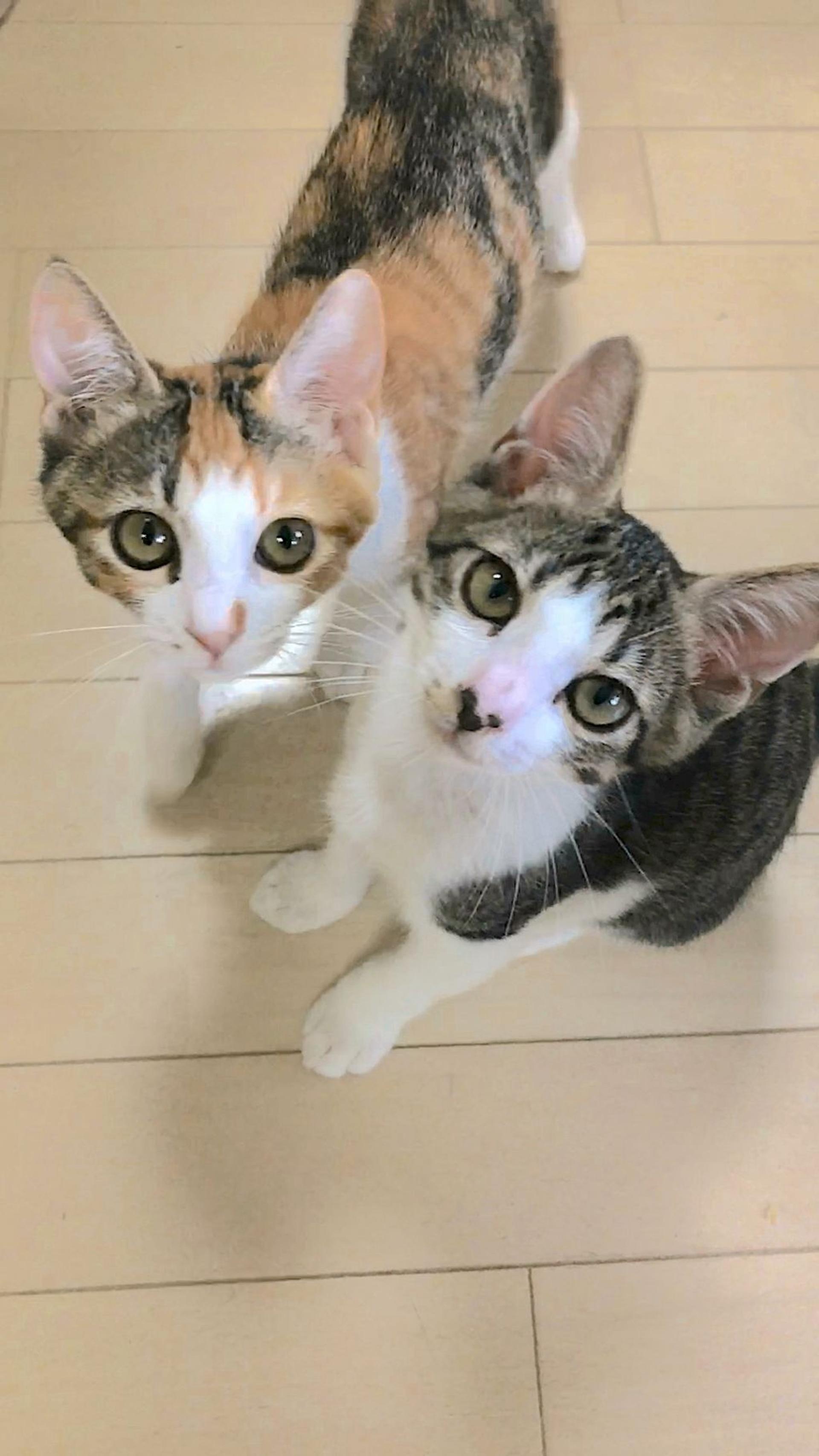 pet-image-5