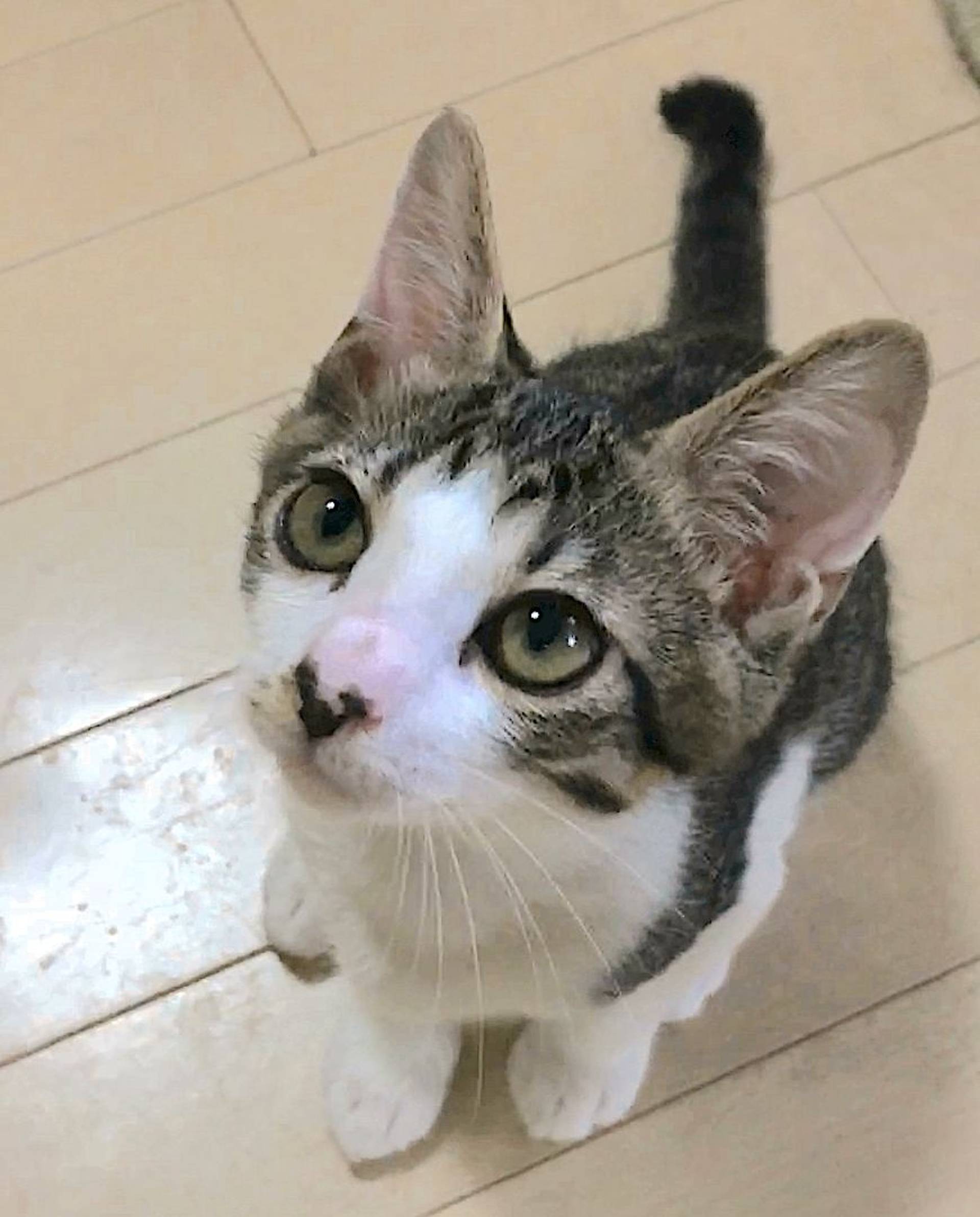 日本猫・オスの里親募集の写真