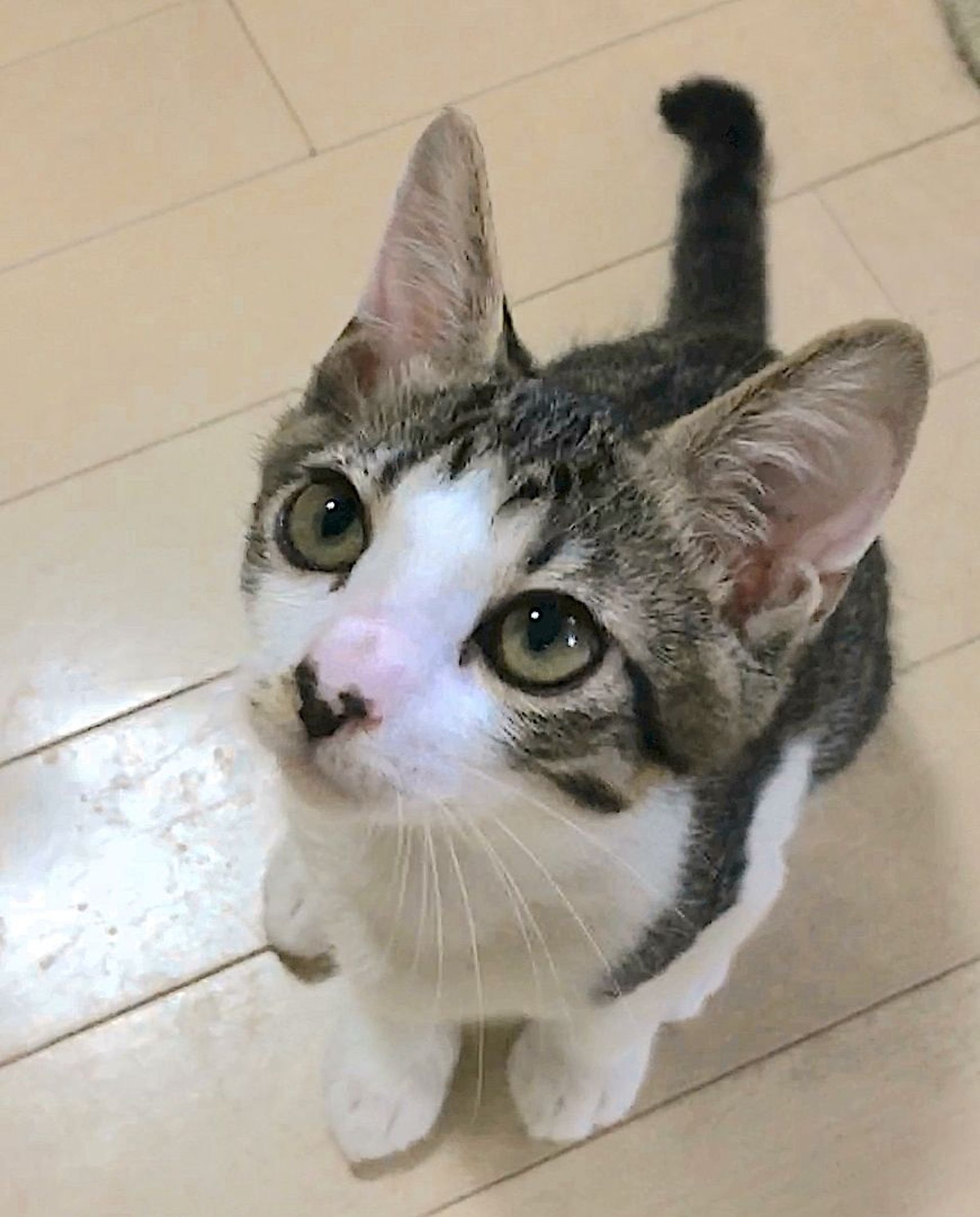日本猫・オスの里親募集の写真