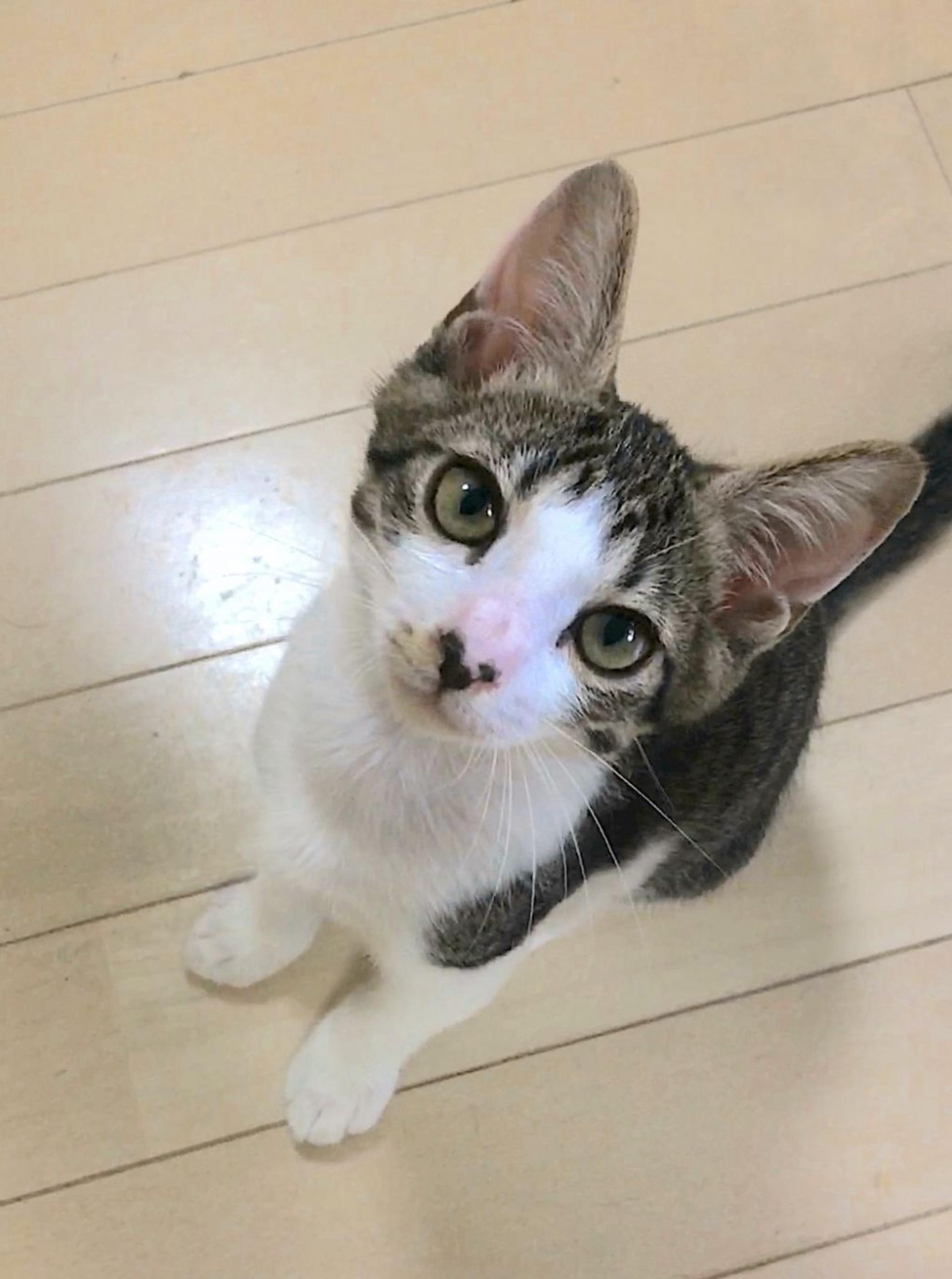 pet-image-2