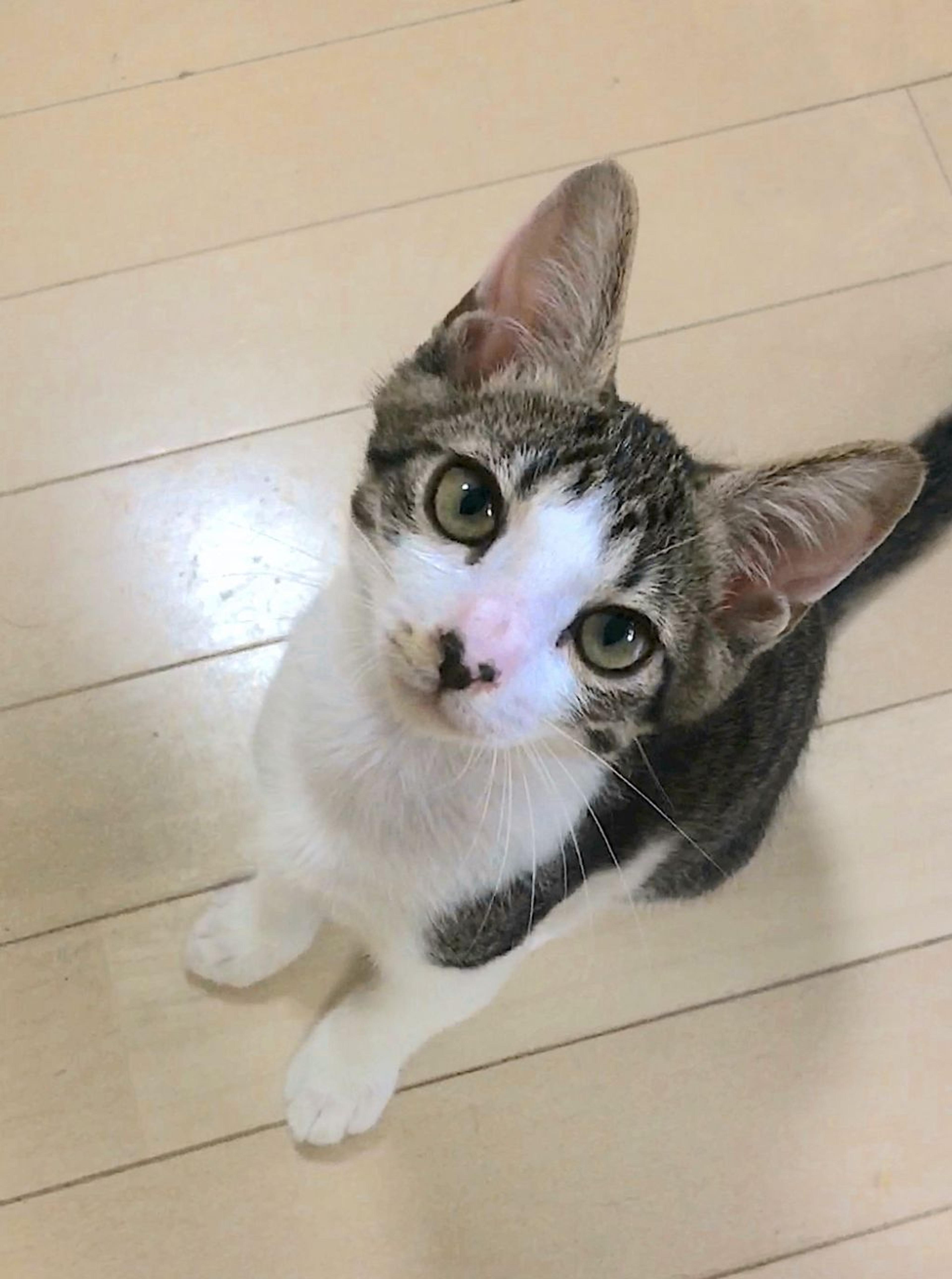 pet-image-2