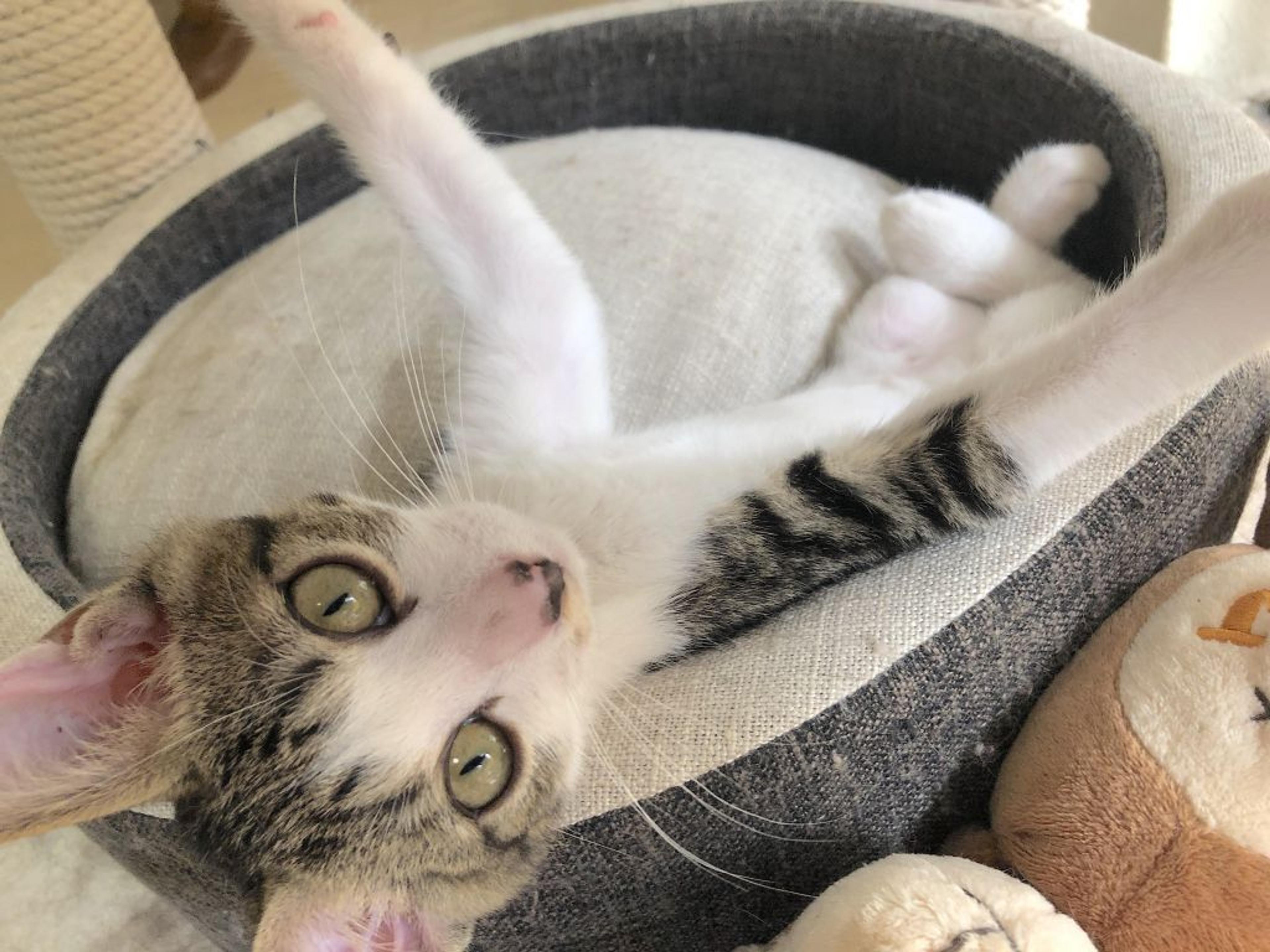 pet-image-4