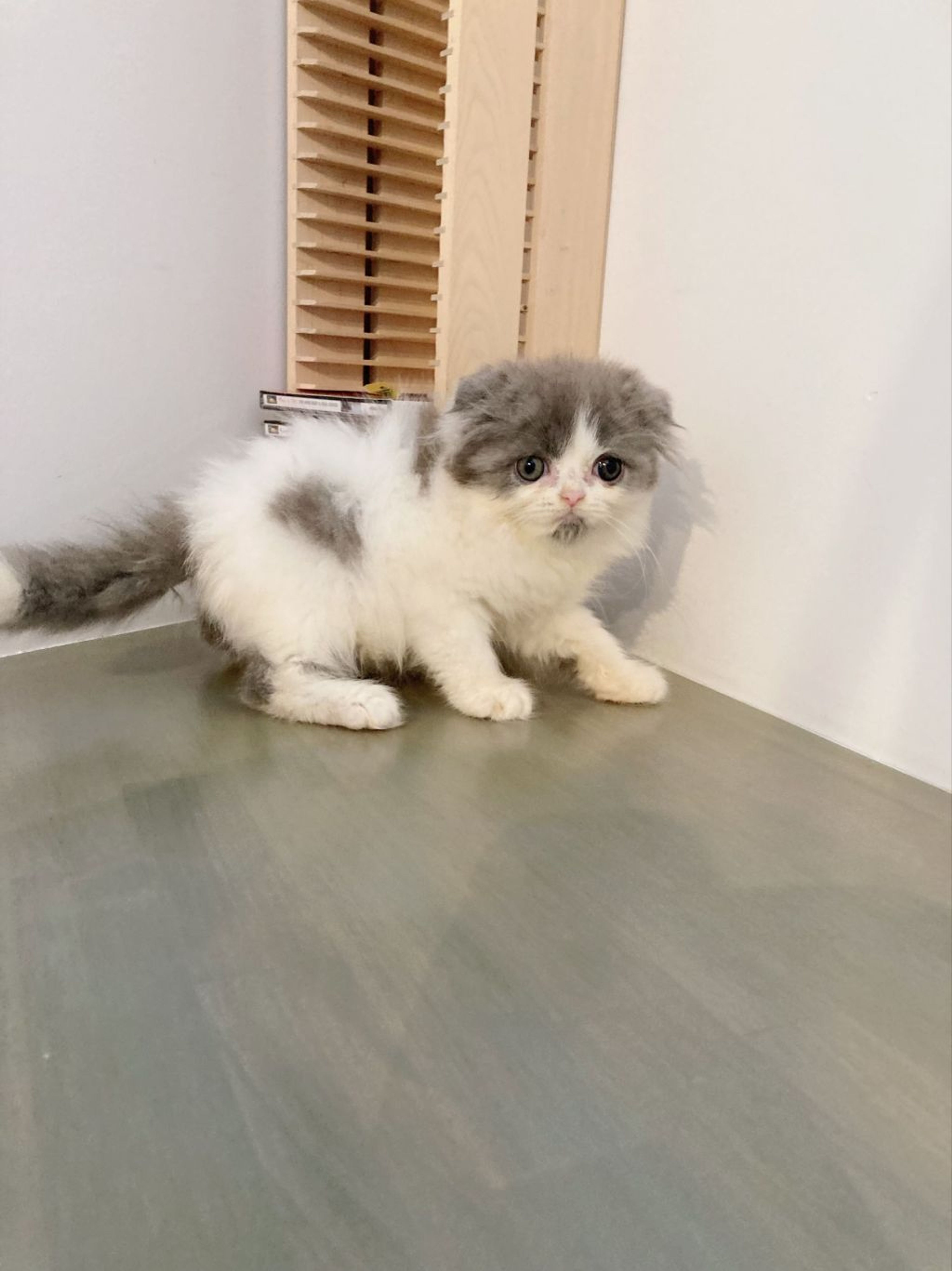 pet-image-4