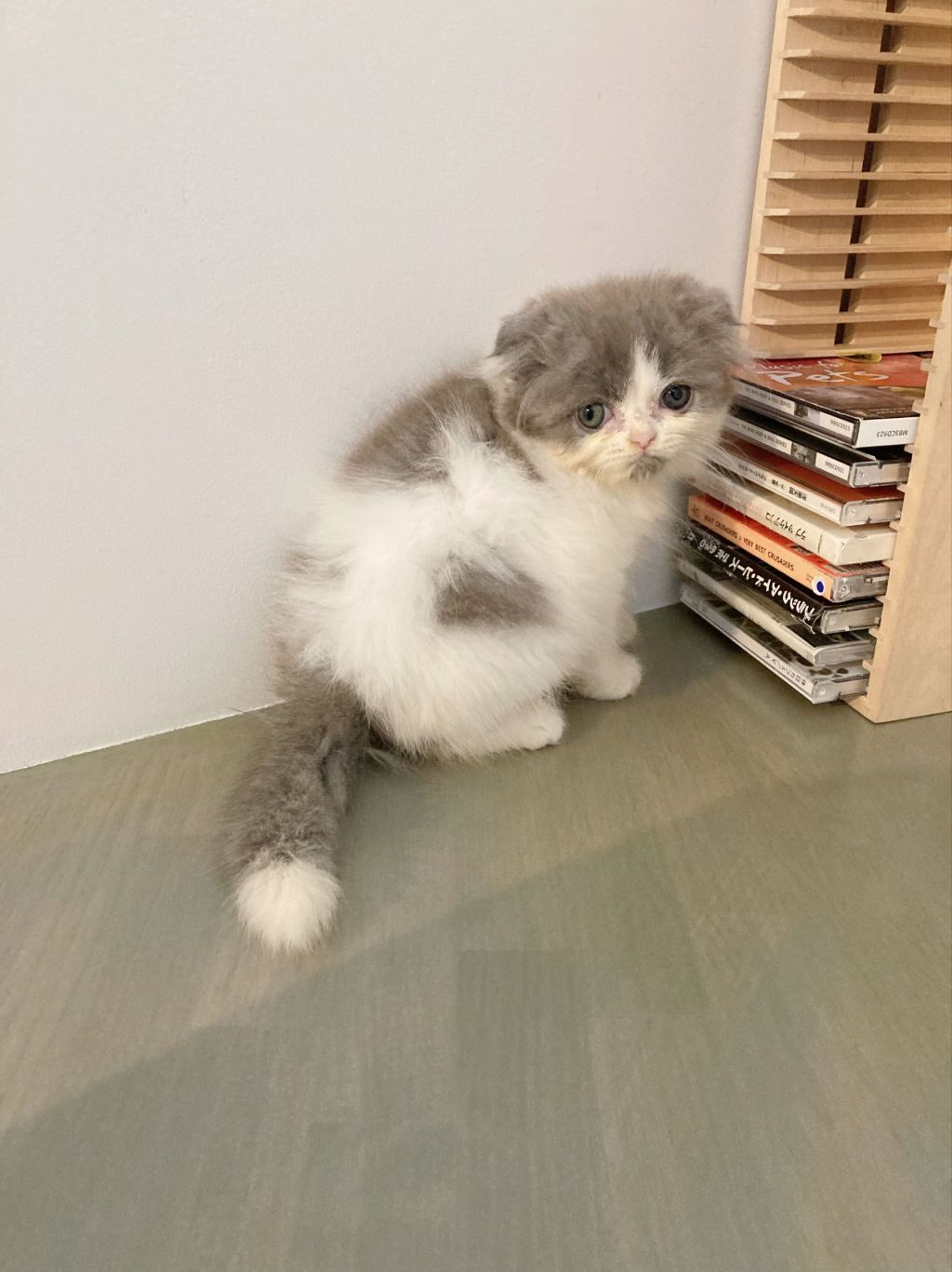 pet-image-5