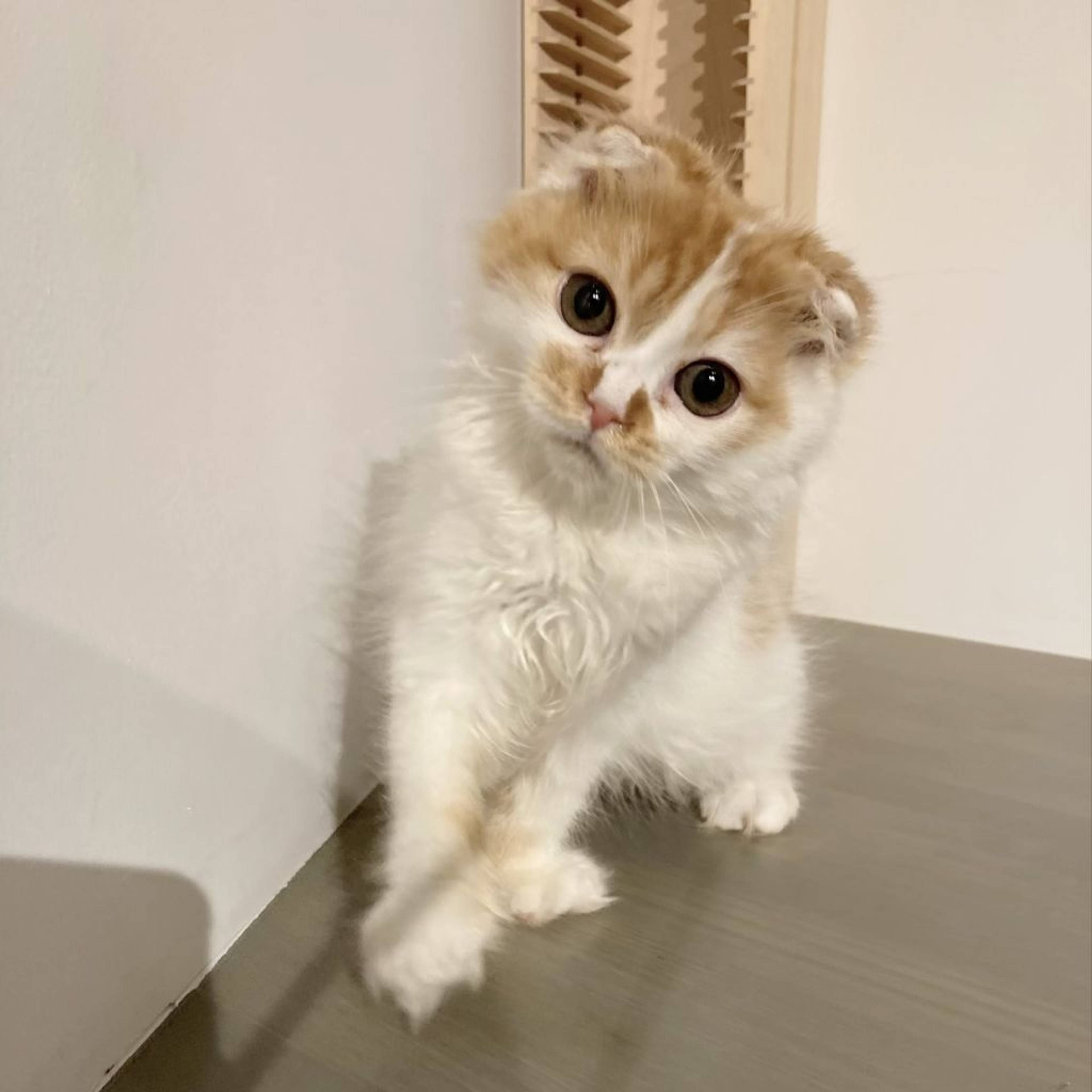 スコティッシュフォールド・メスの里親募集の写真