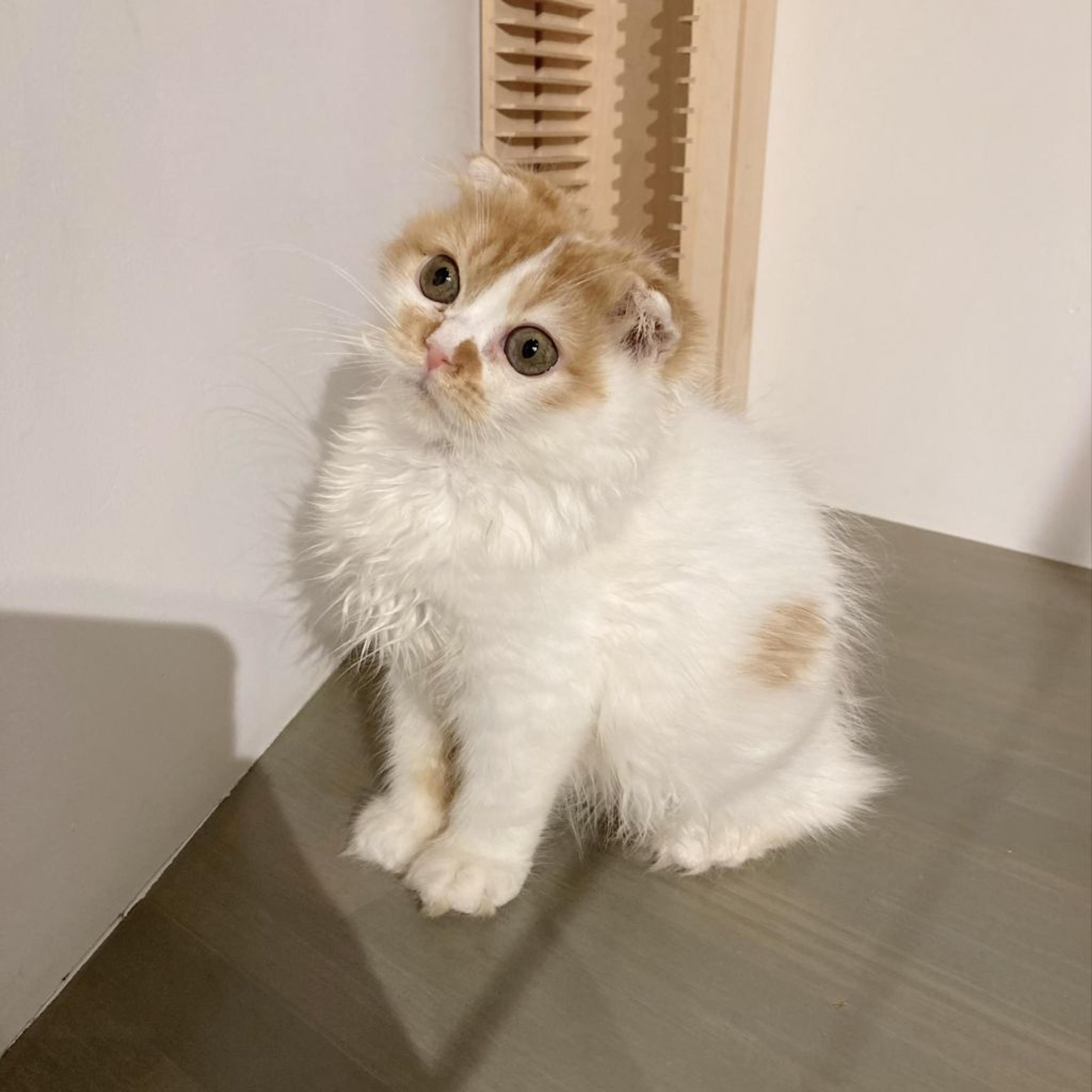pet-image-2