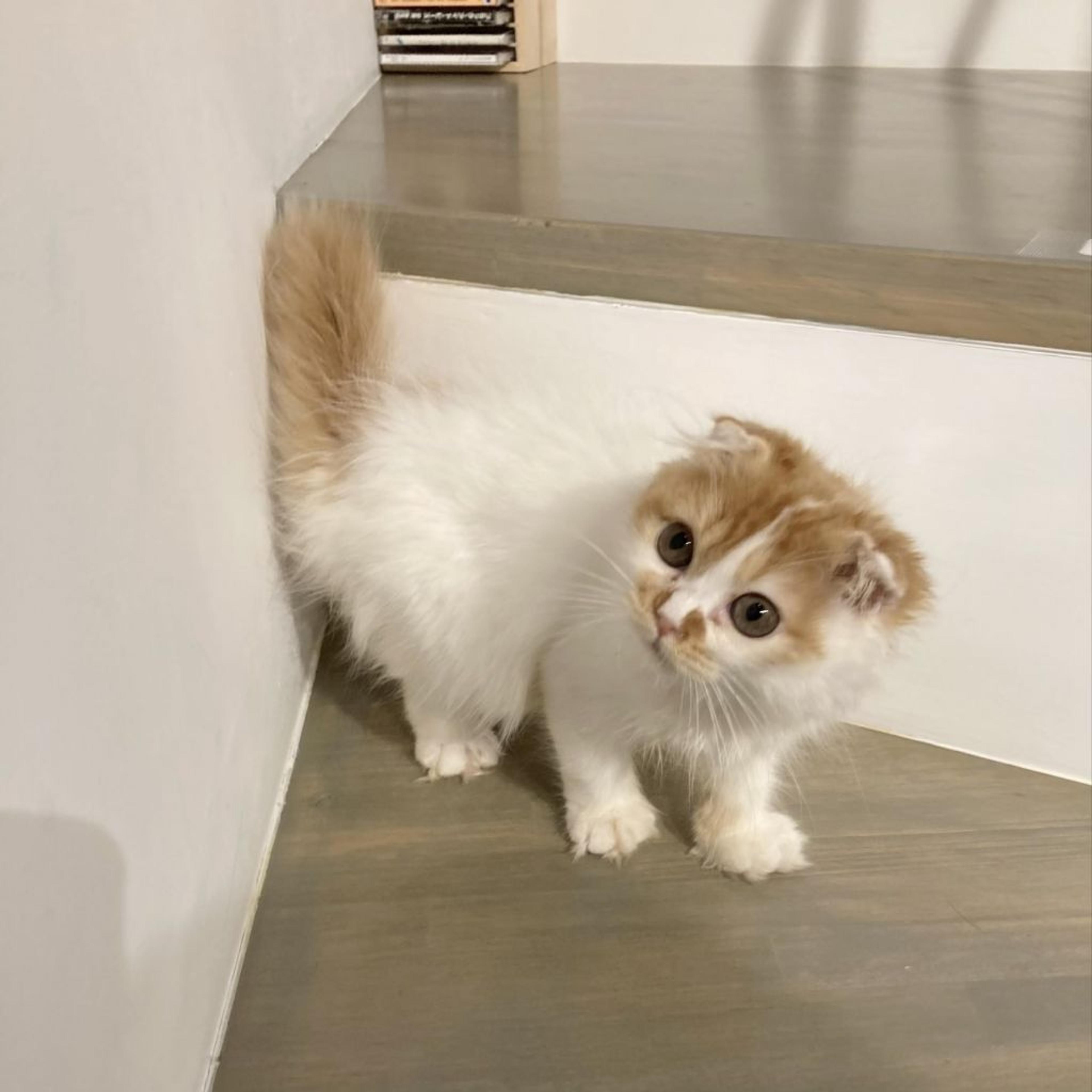 pet-image-3