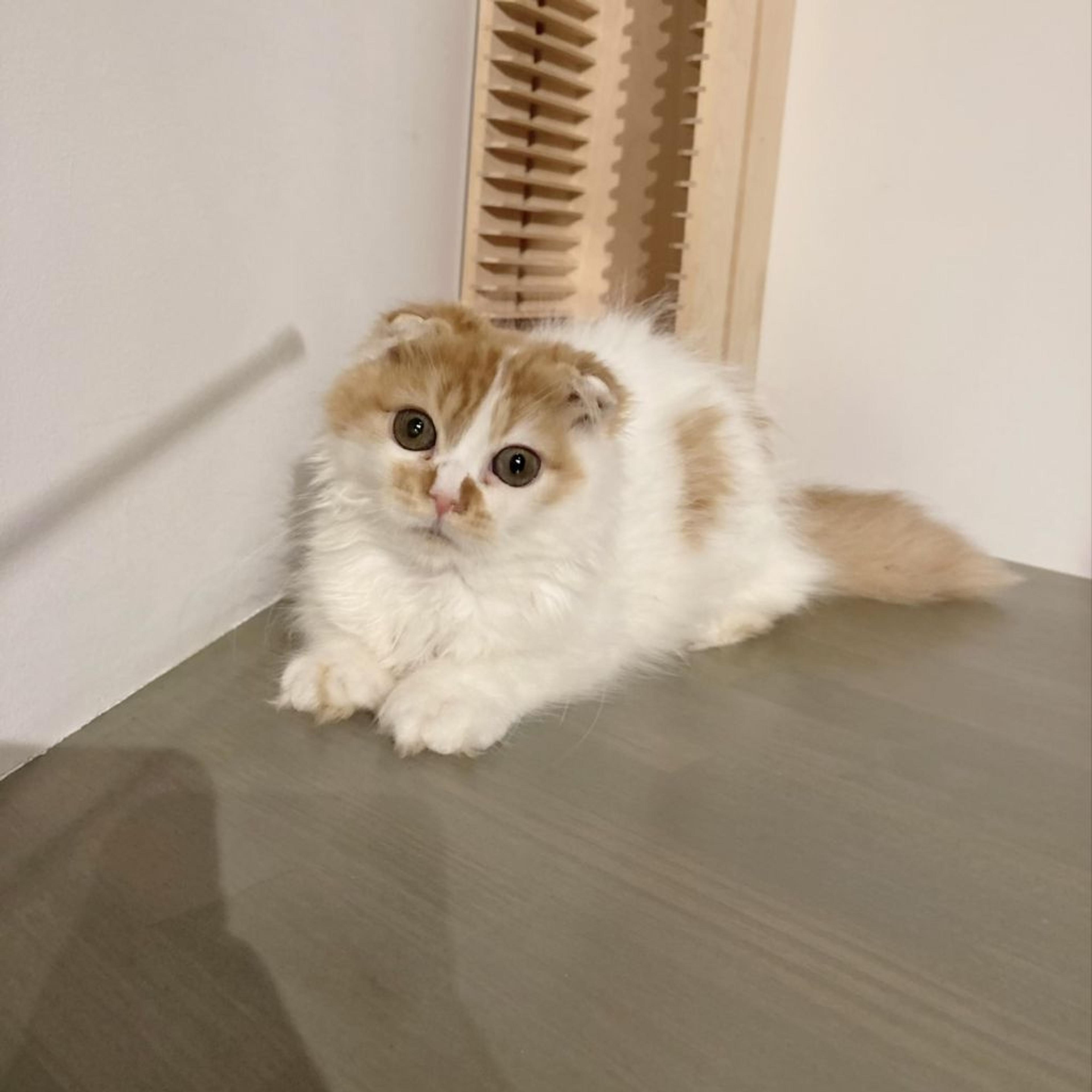 pet-image-4