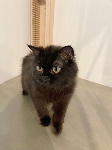 スモモ