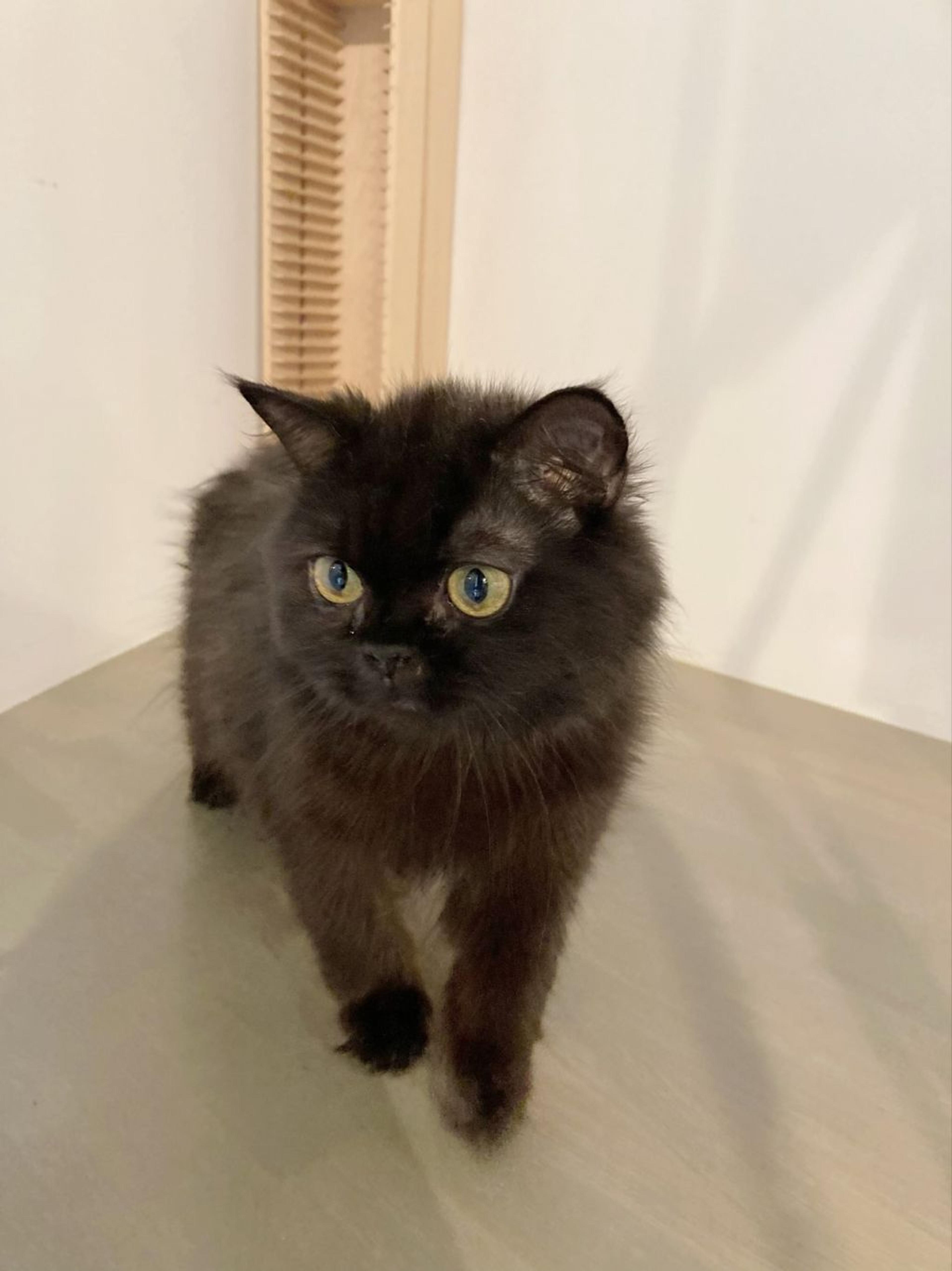 pet-image-2