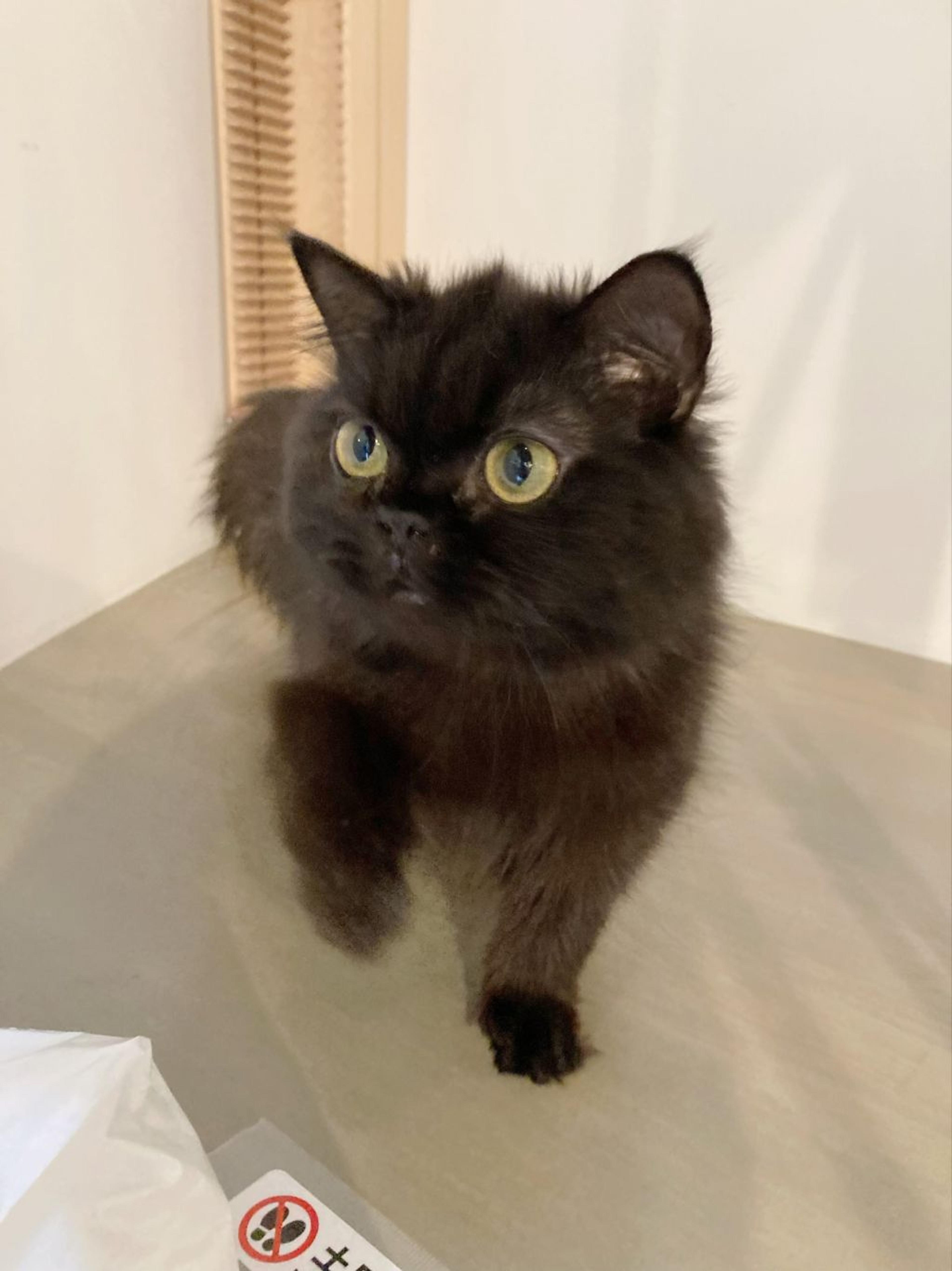 pet-image-3