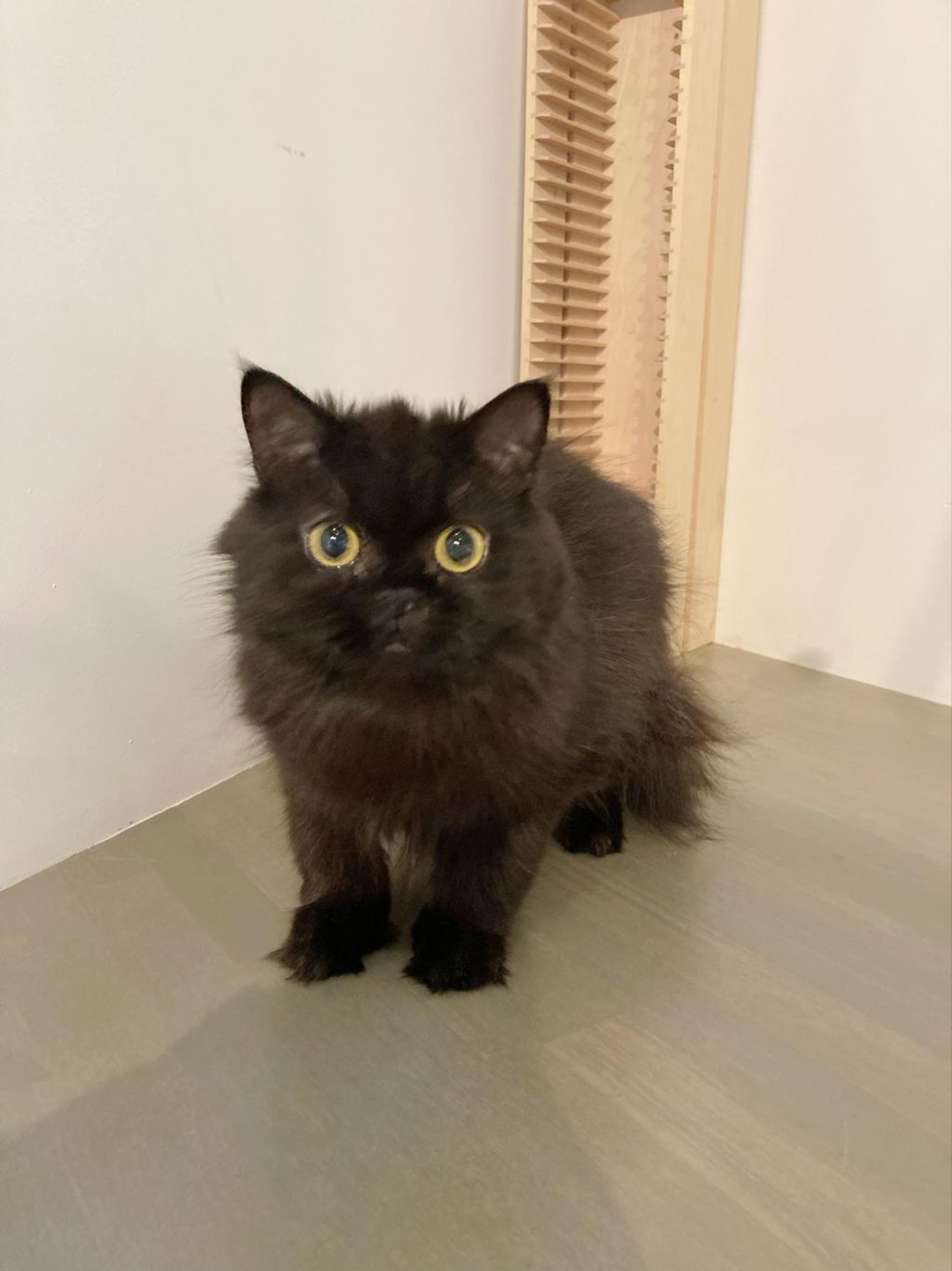 pet-image-4