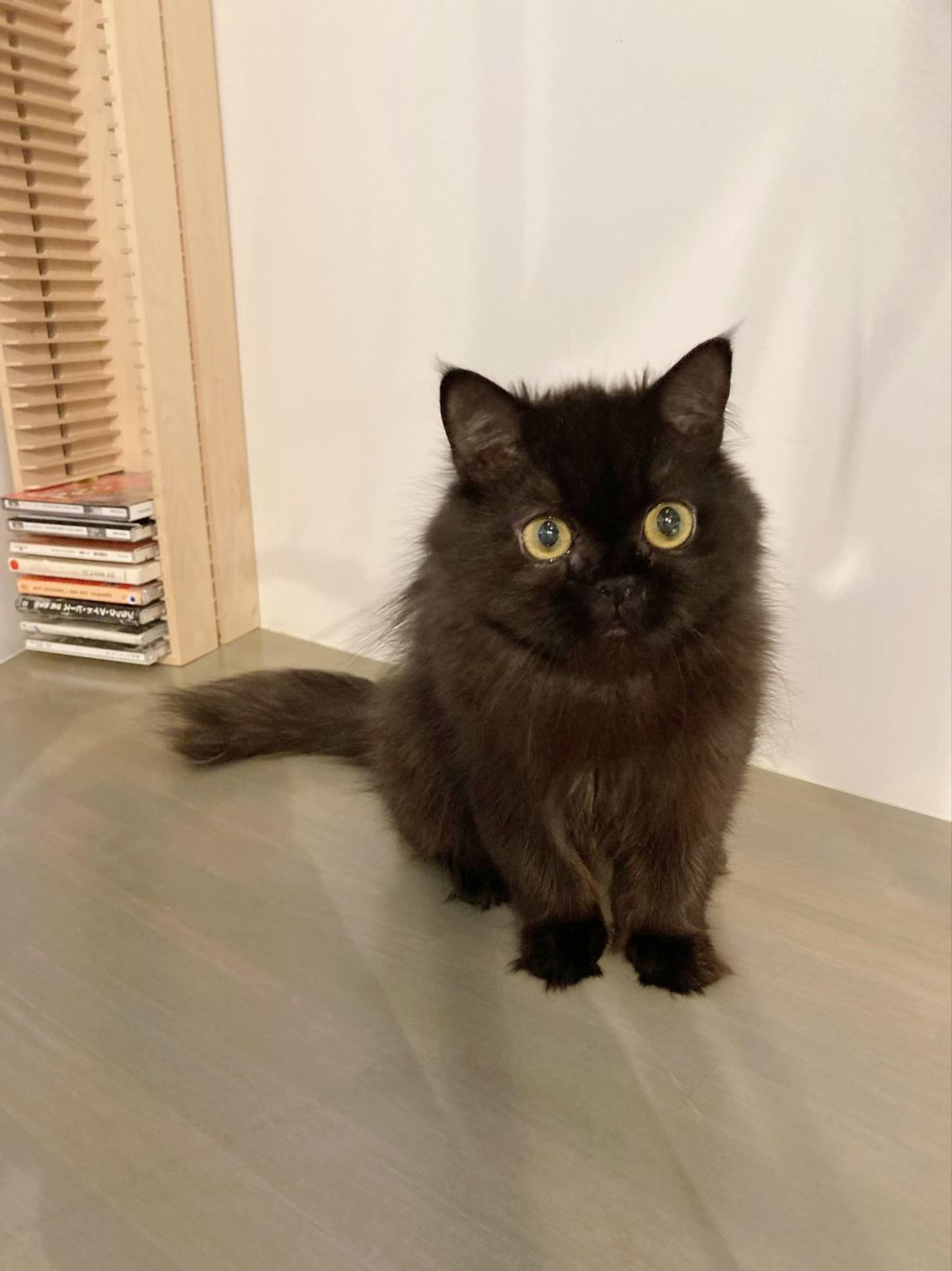 pet-image-5