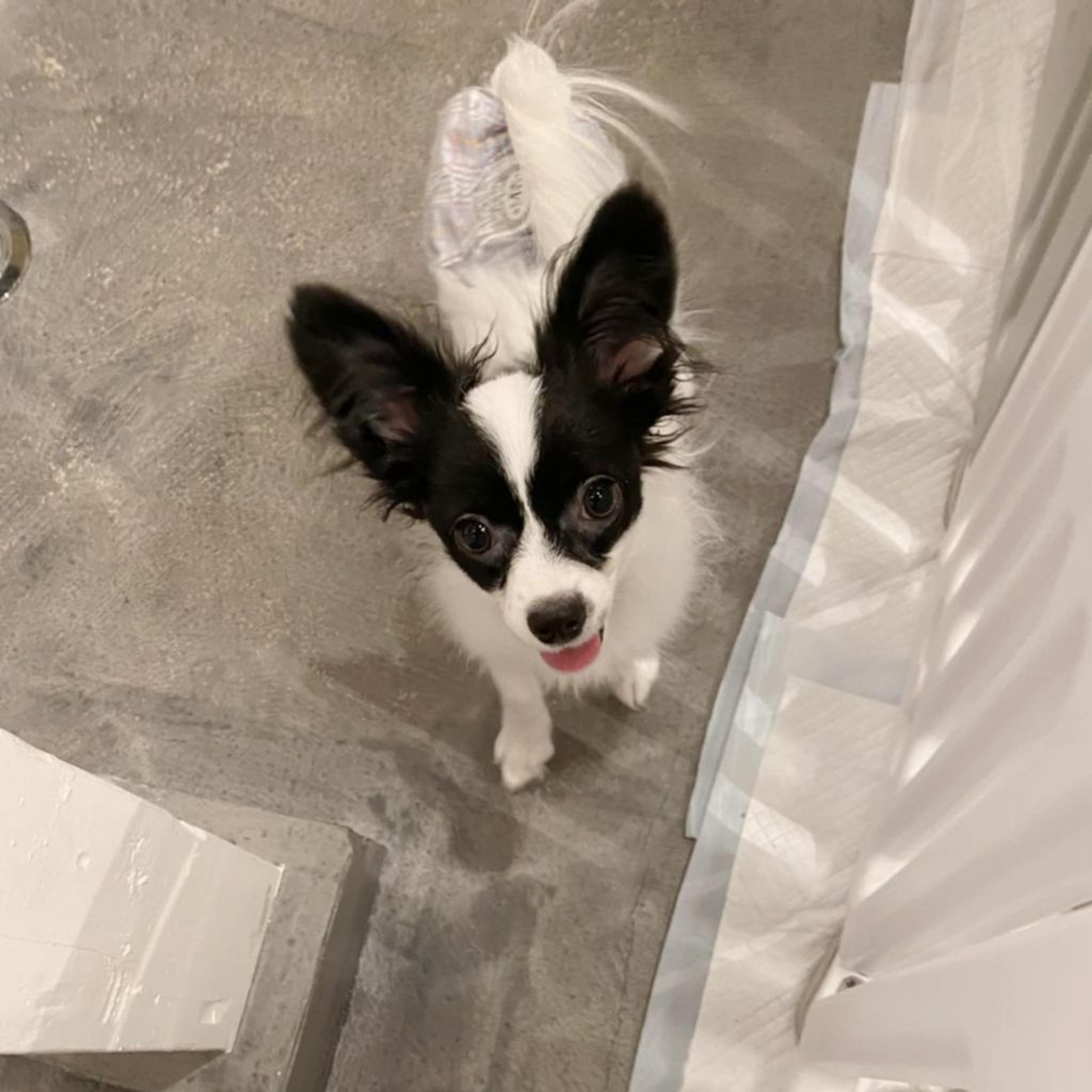 pet-image-2