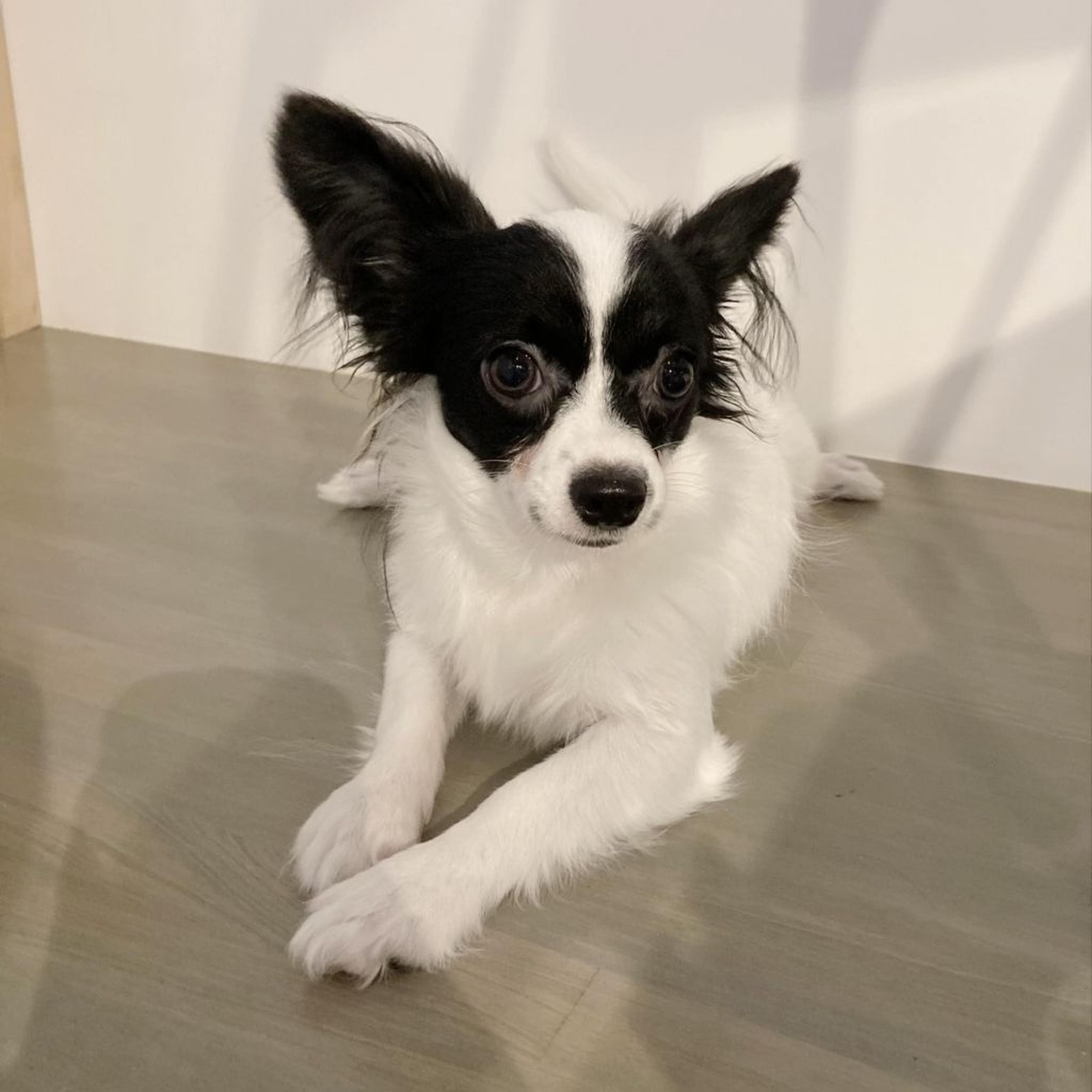 pet-image-3