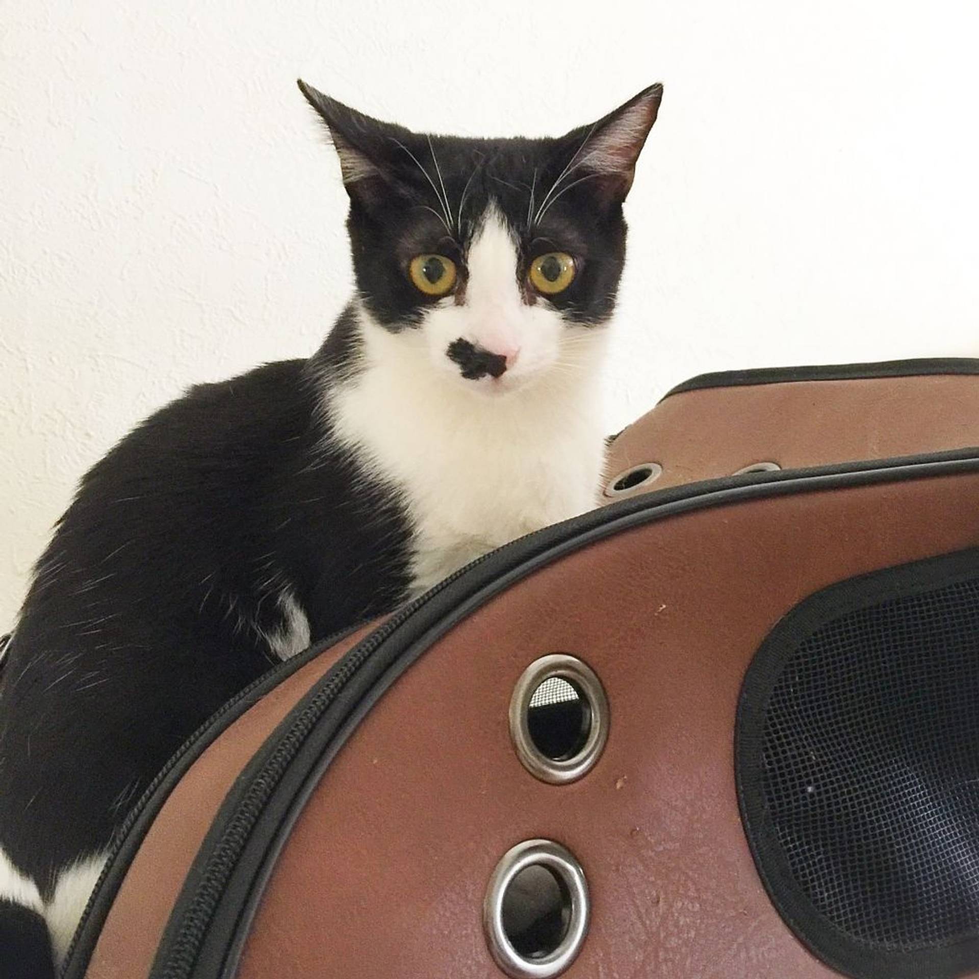 雑種（ミックス猫）・メスの里親募集の写真