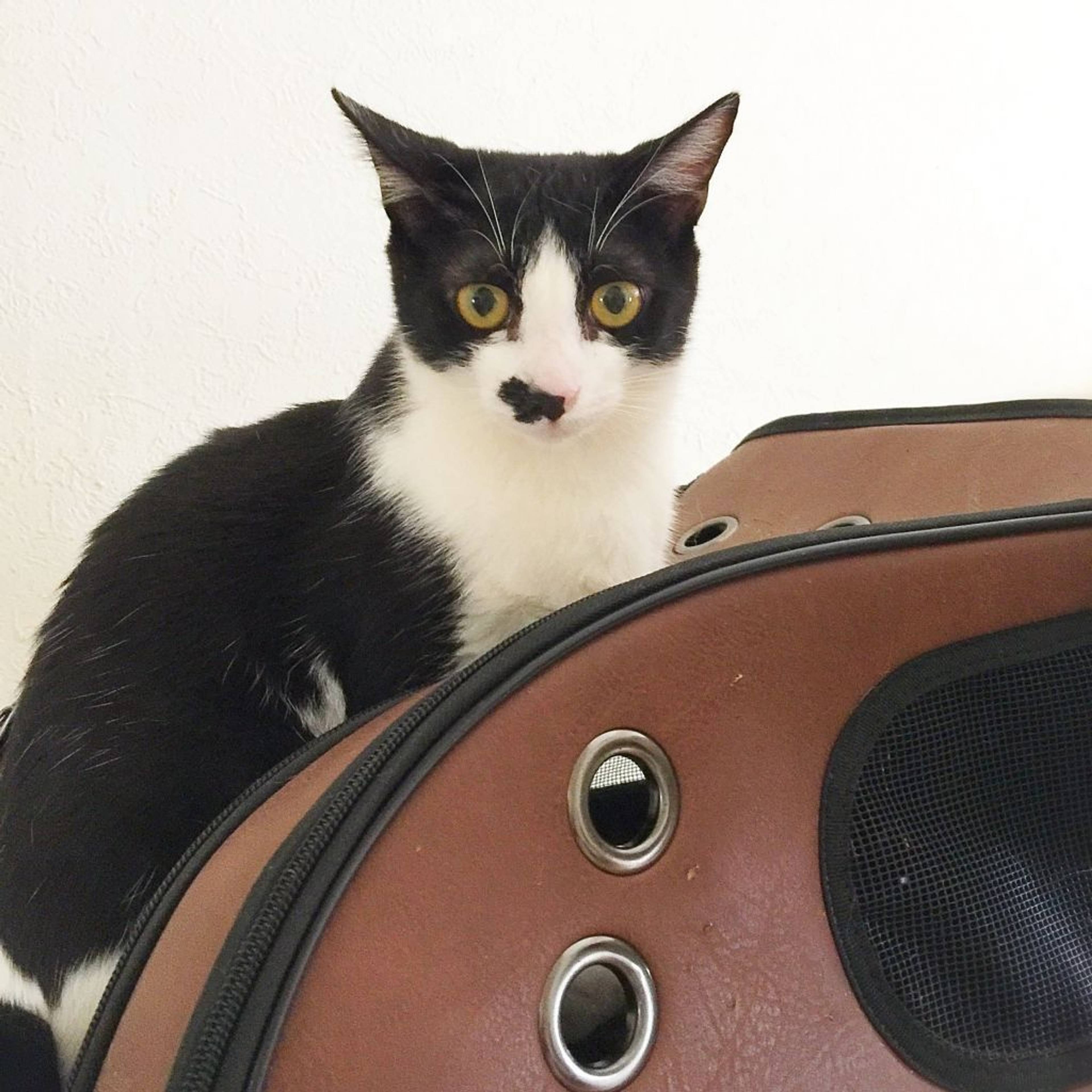 雑種（ミックス猫）・メスの里親募集の写真