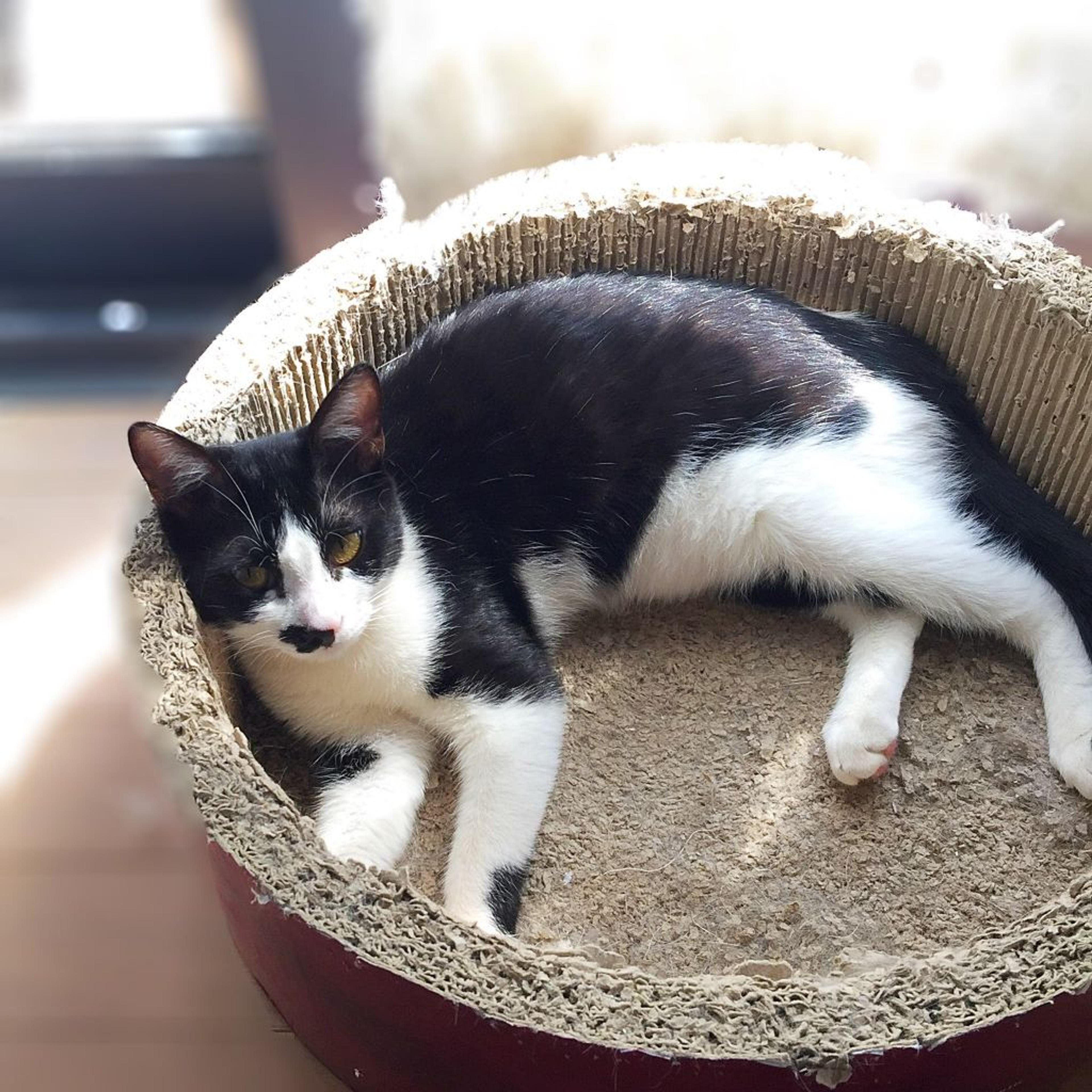 pet-image-3