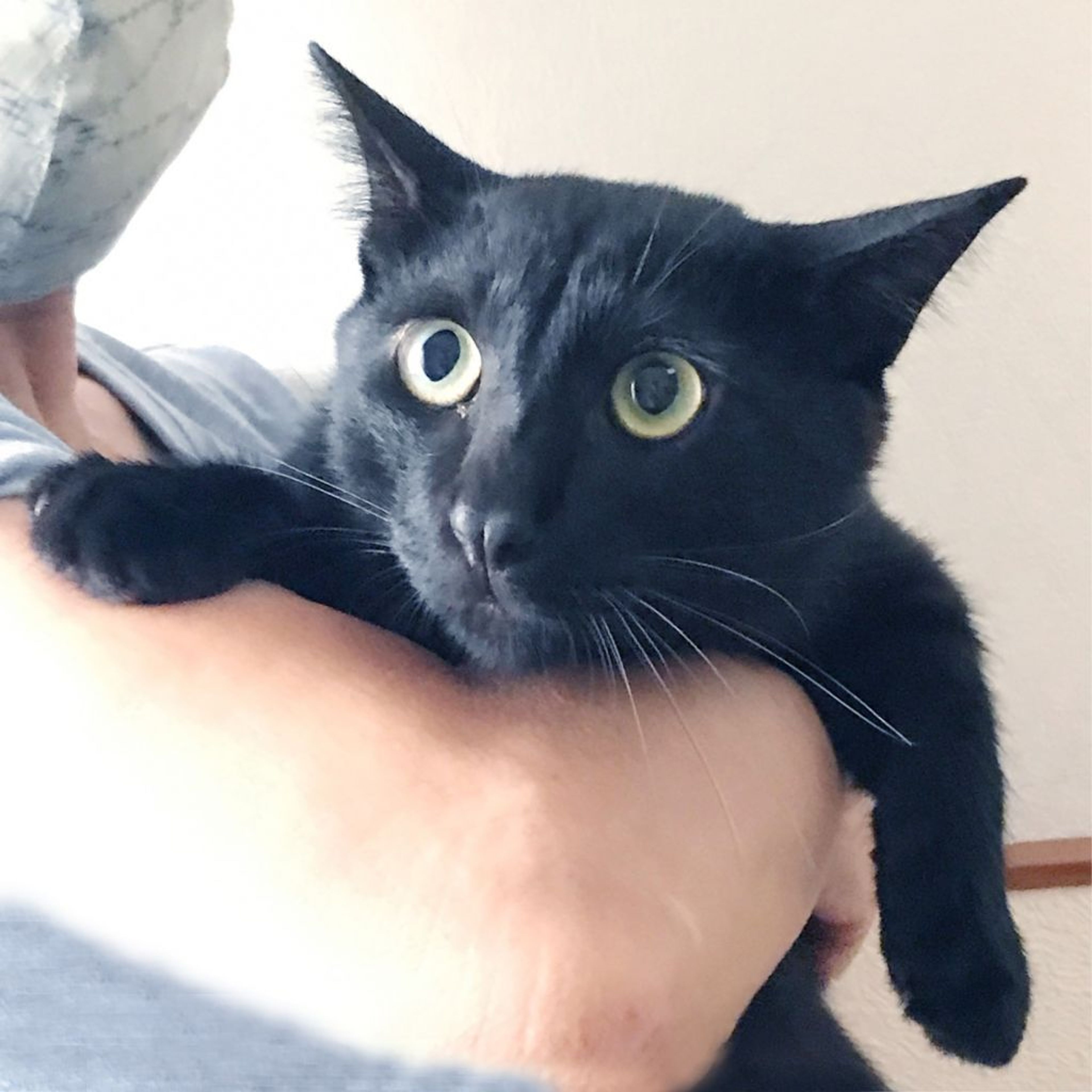 雑種（ミックス猫）・オスの里親募集の写真