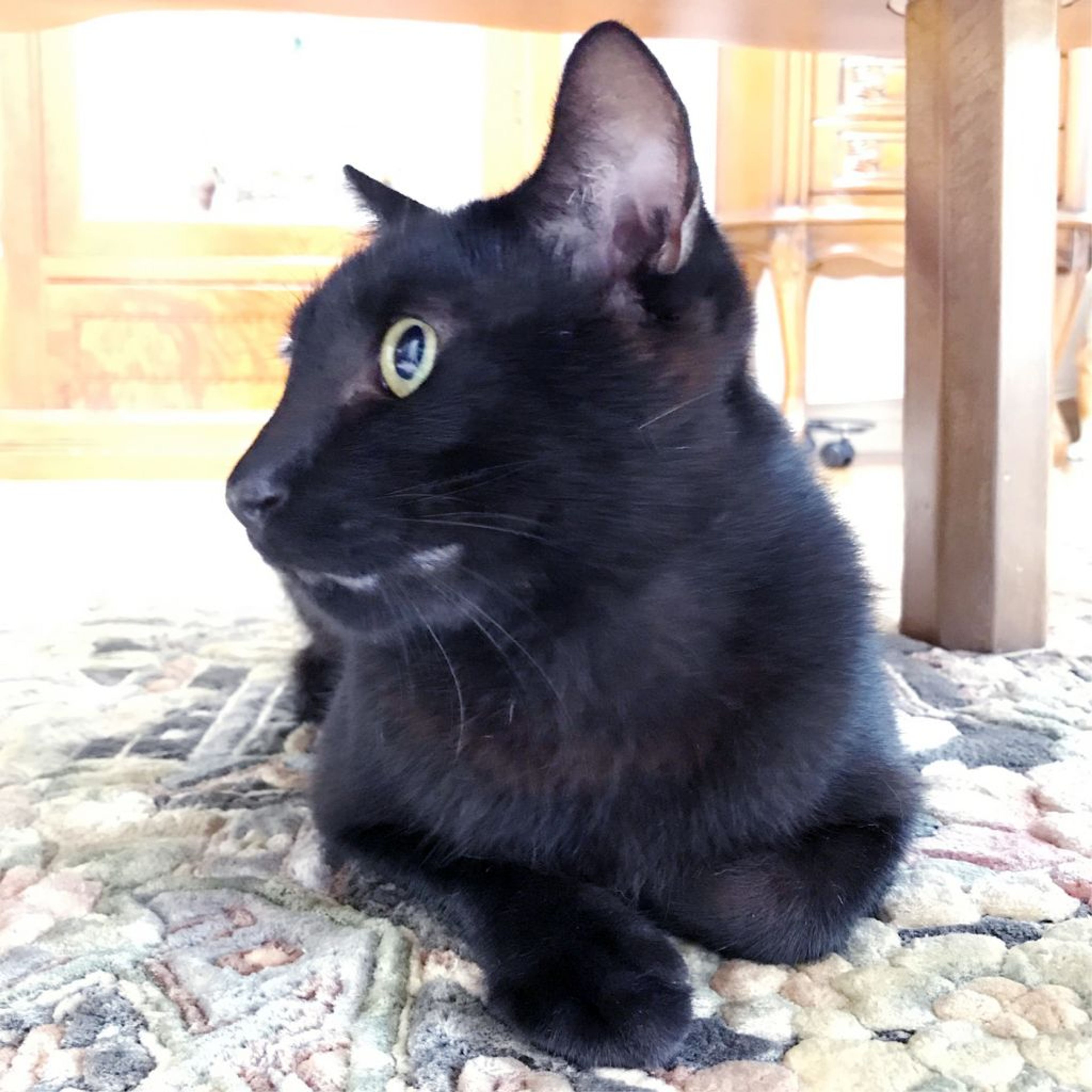 pet-image-2