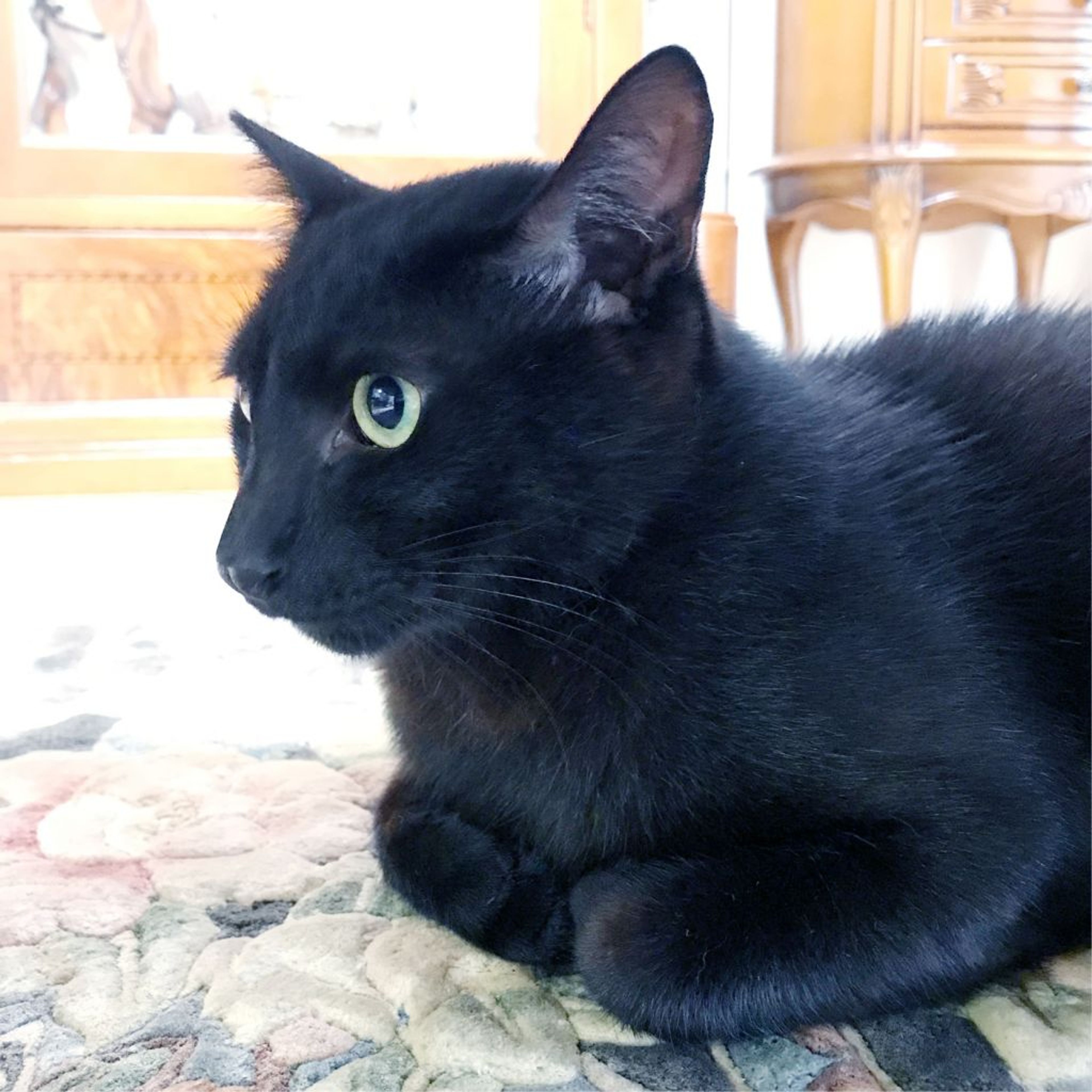 pet-image-3