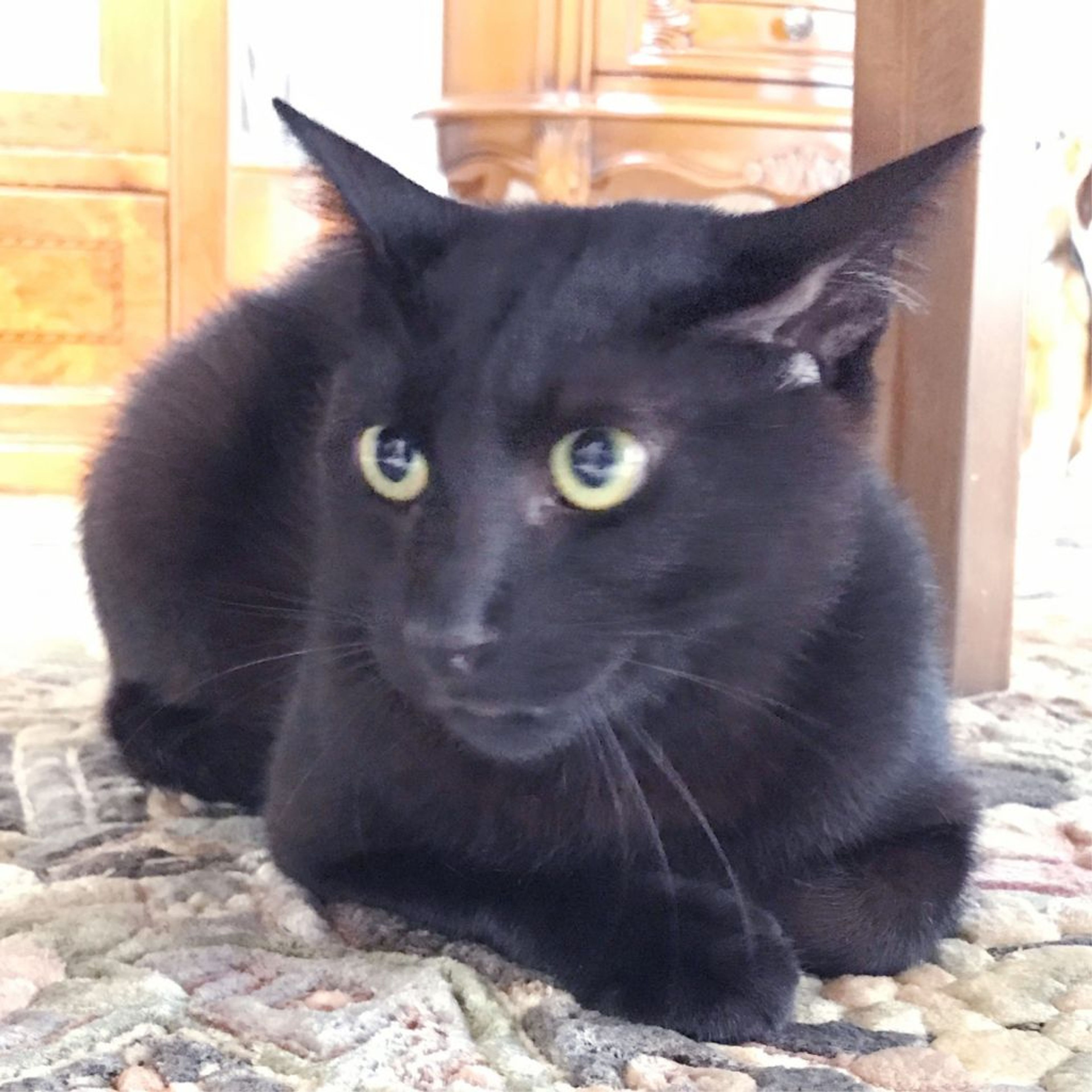 pet-image-4