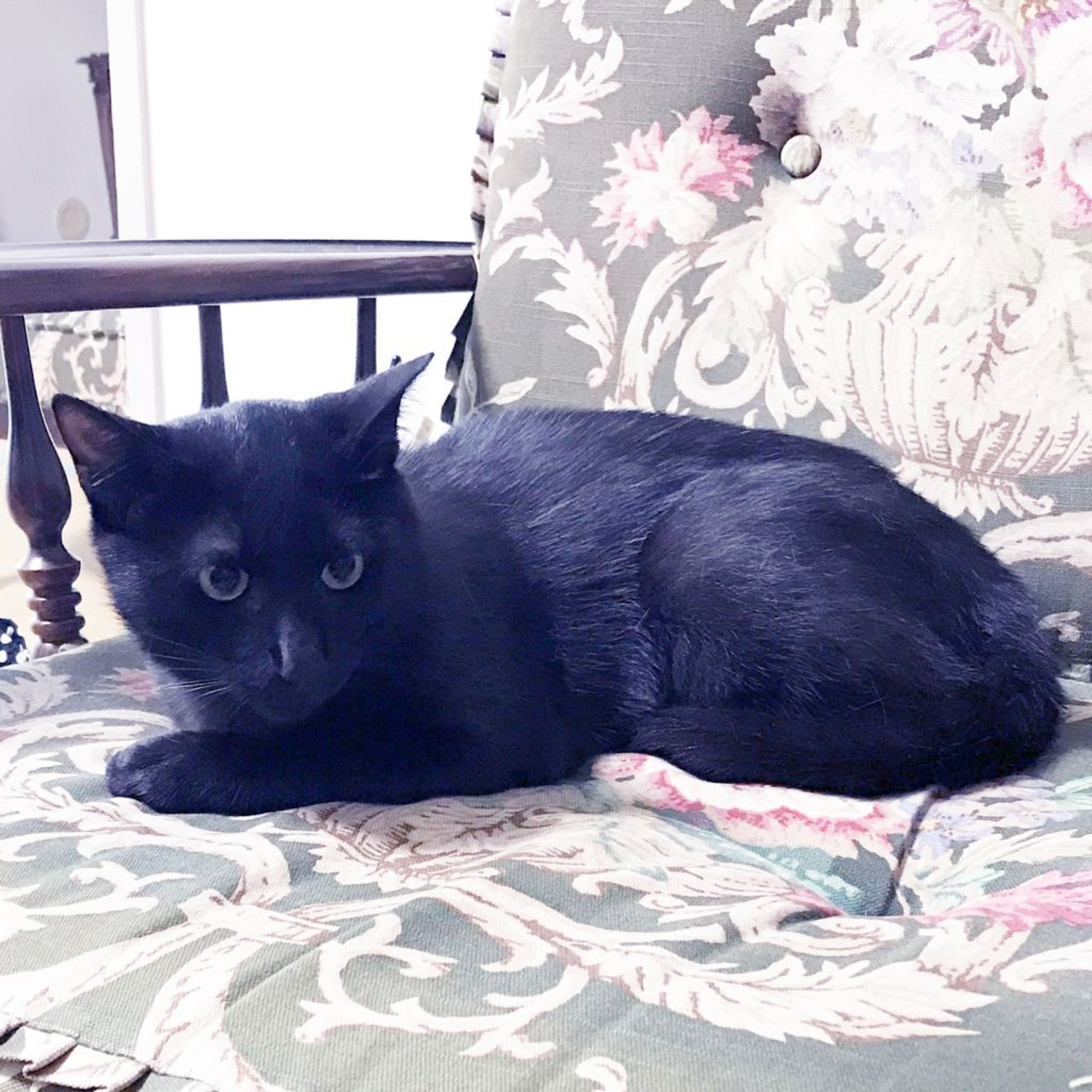 pet-image-5