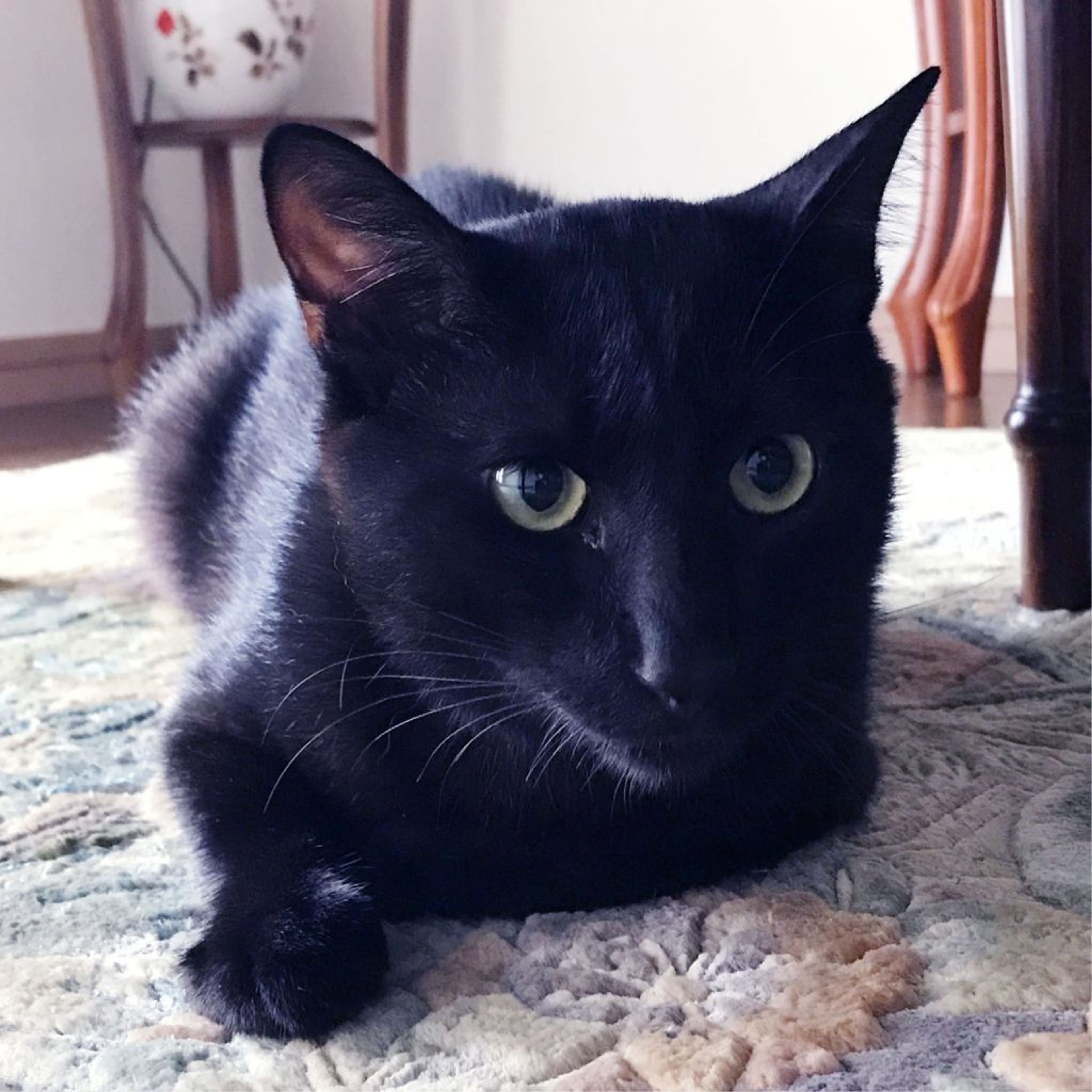 pet-image-6