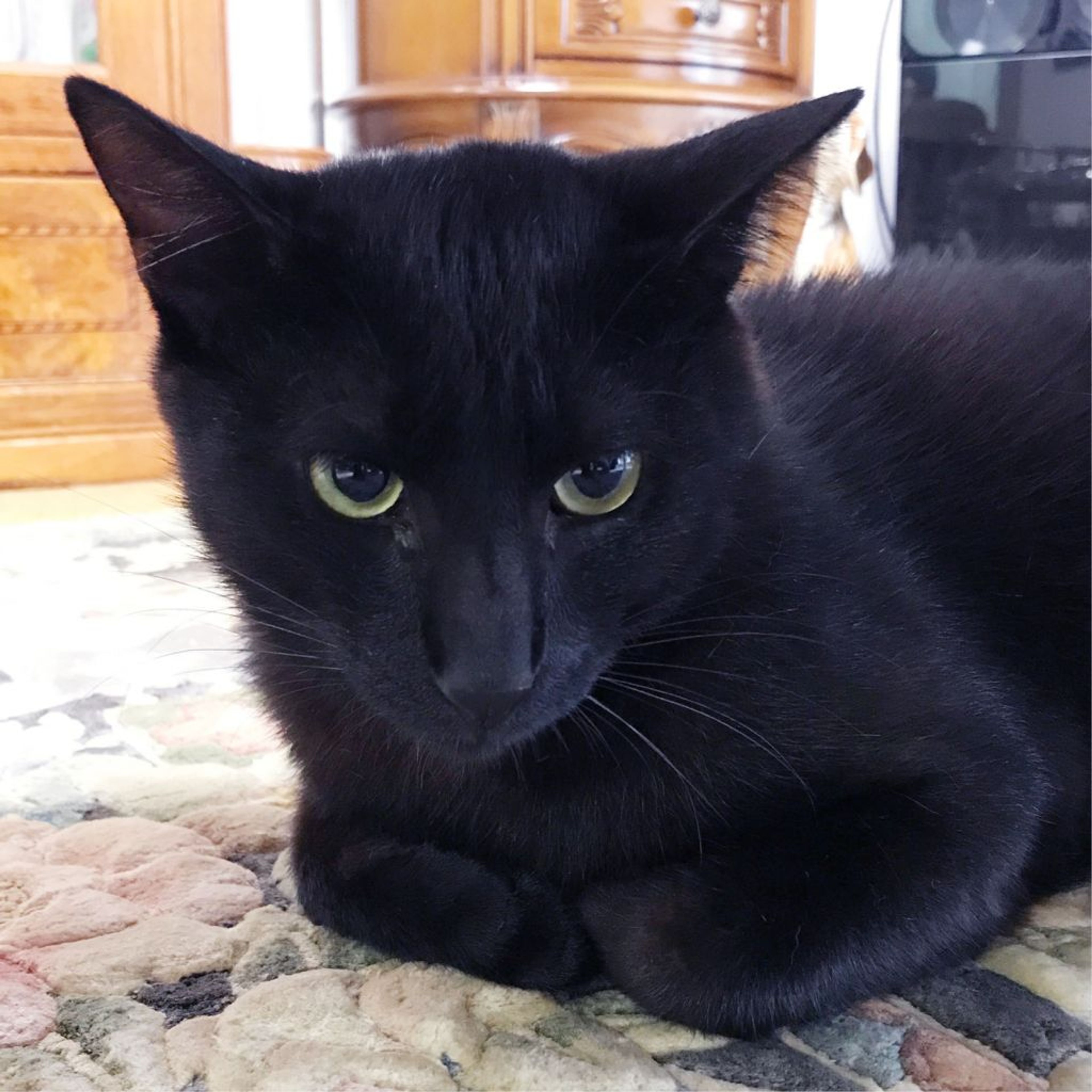 pet-image-7