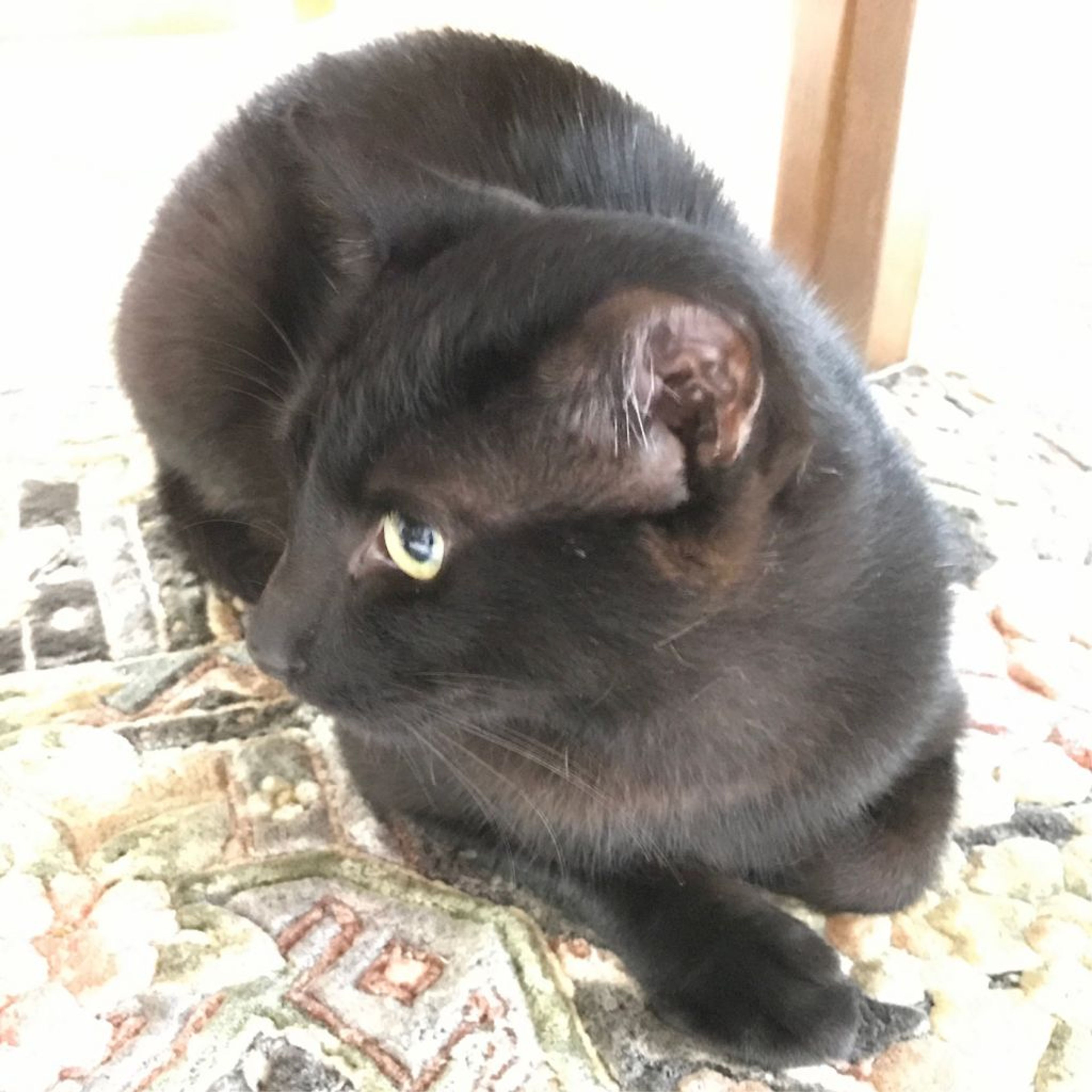 pet-image-8